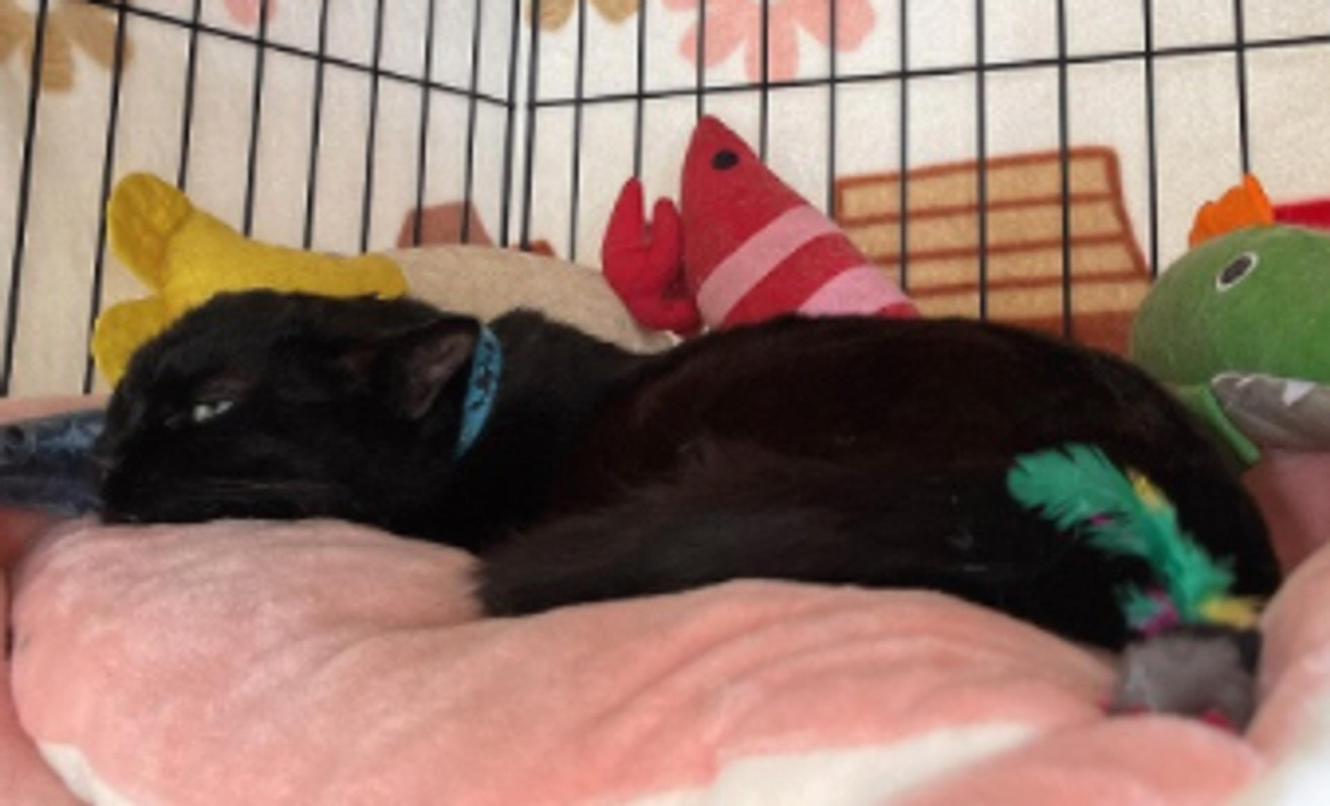 pet-image-3