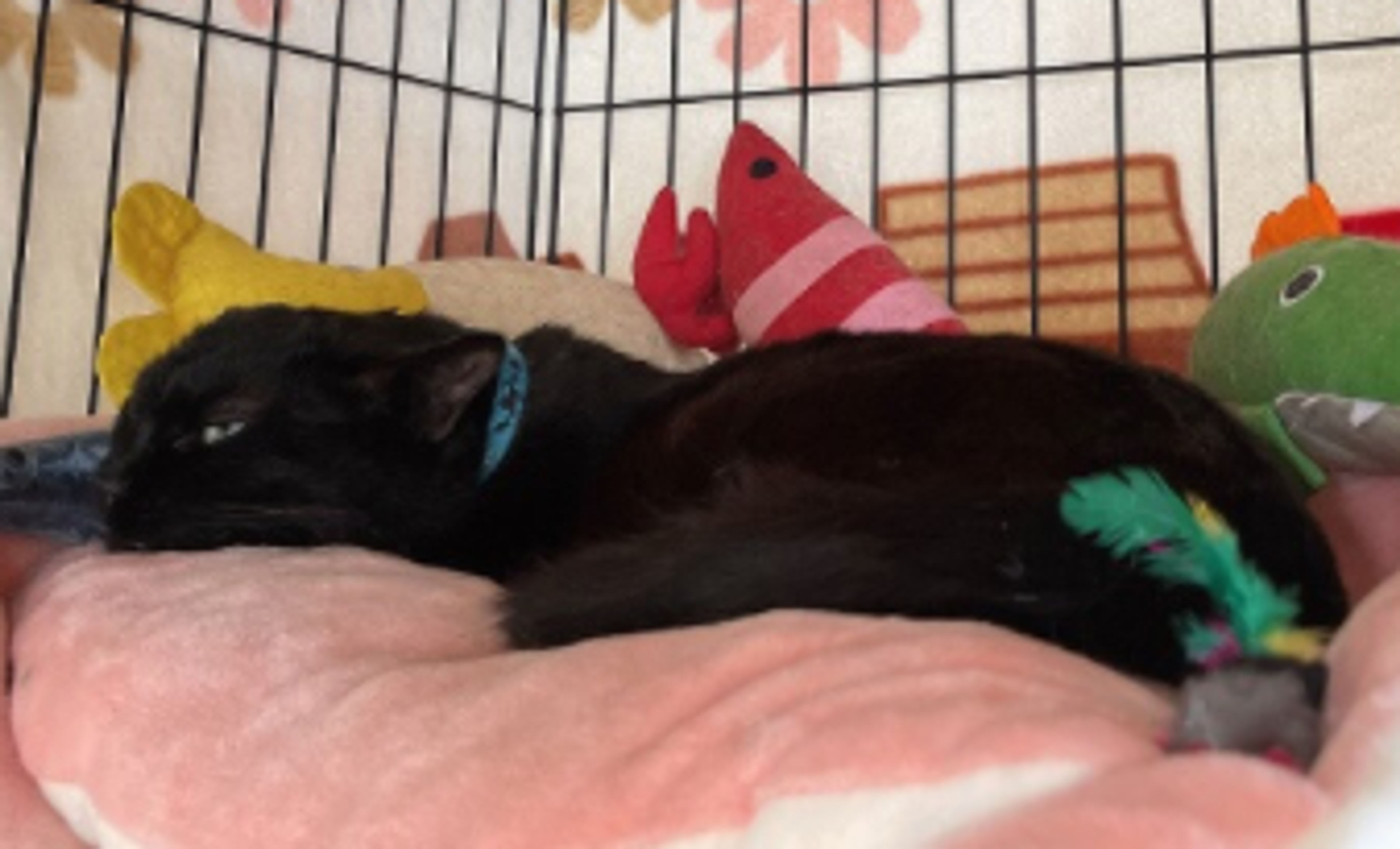 pet-image-3