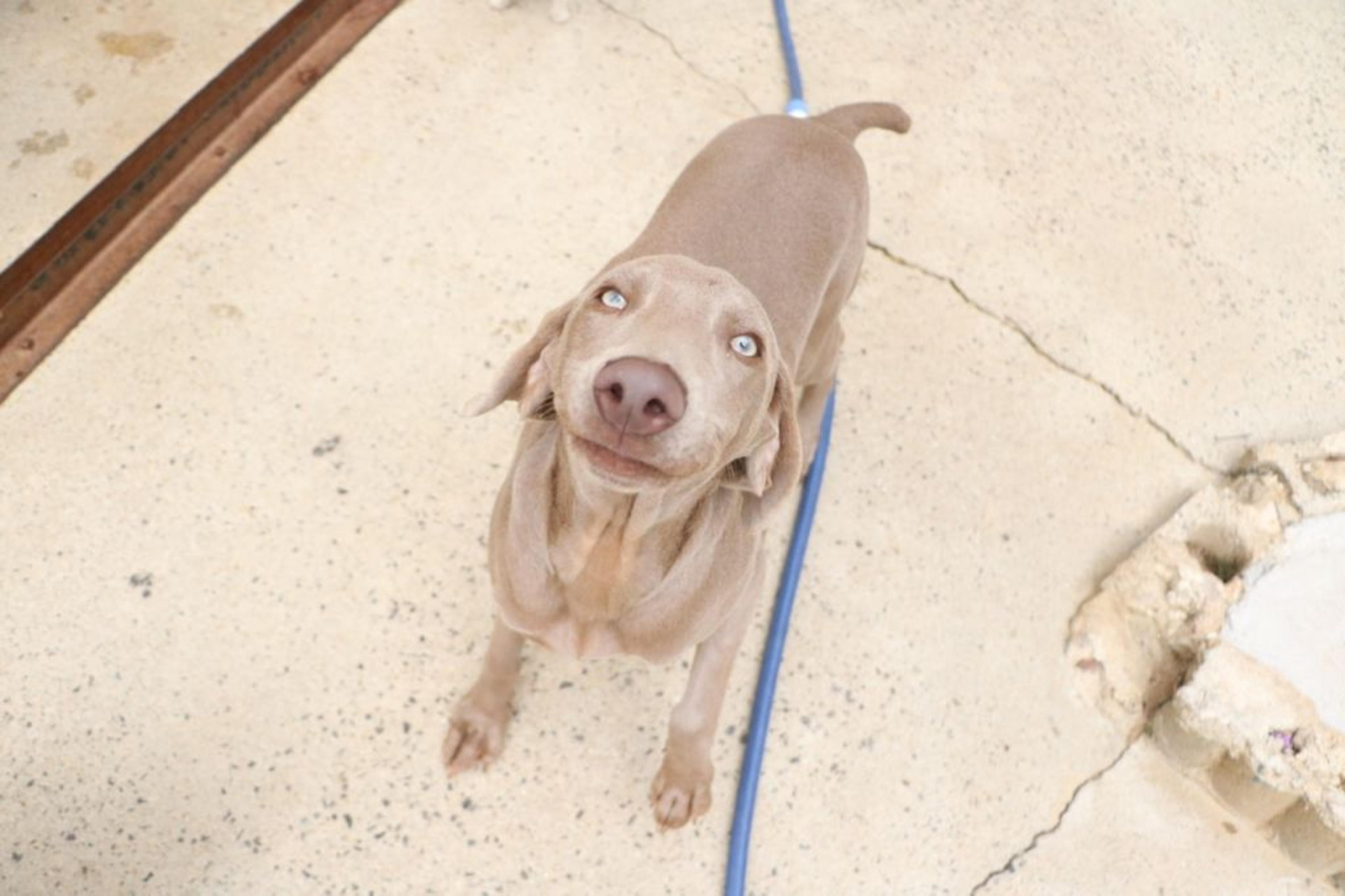 pet-image-2