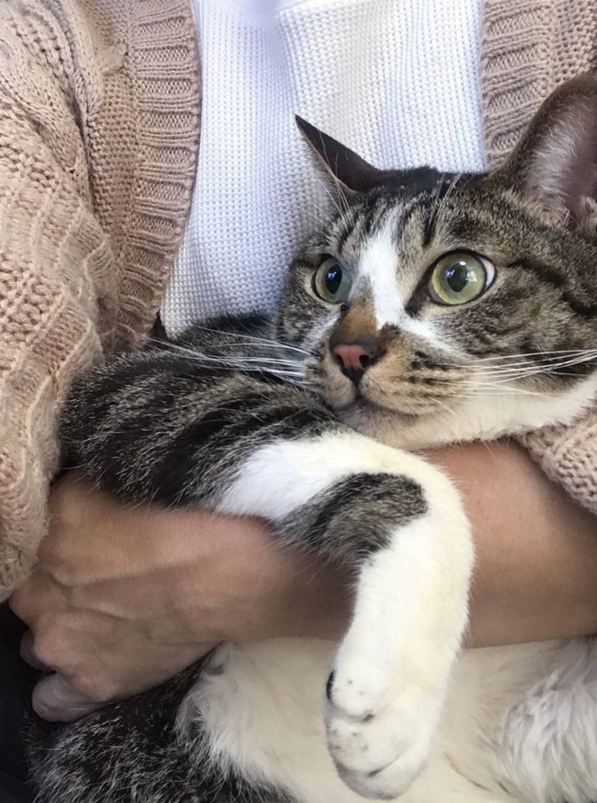 雑種（ミックス猫）・オスの里親募集の写真