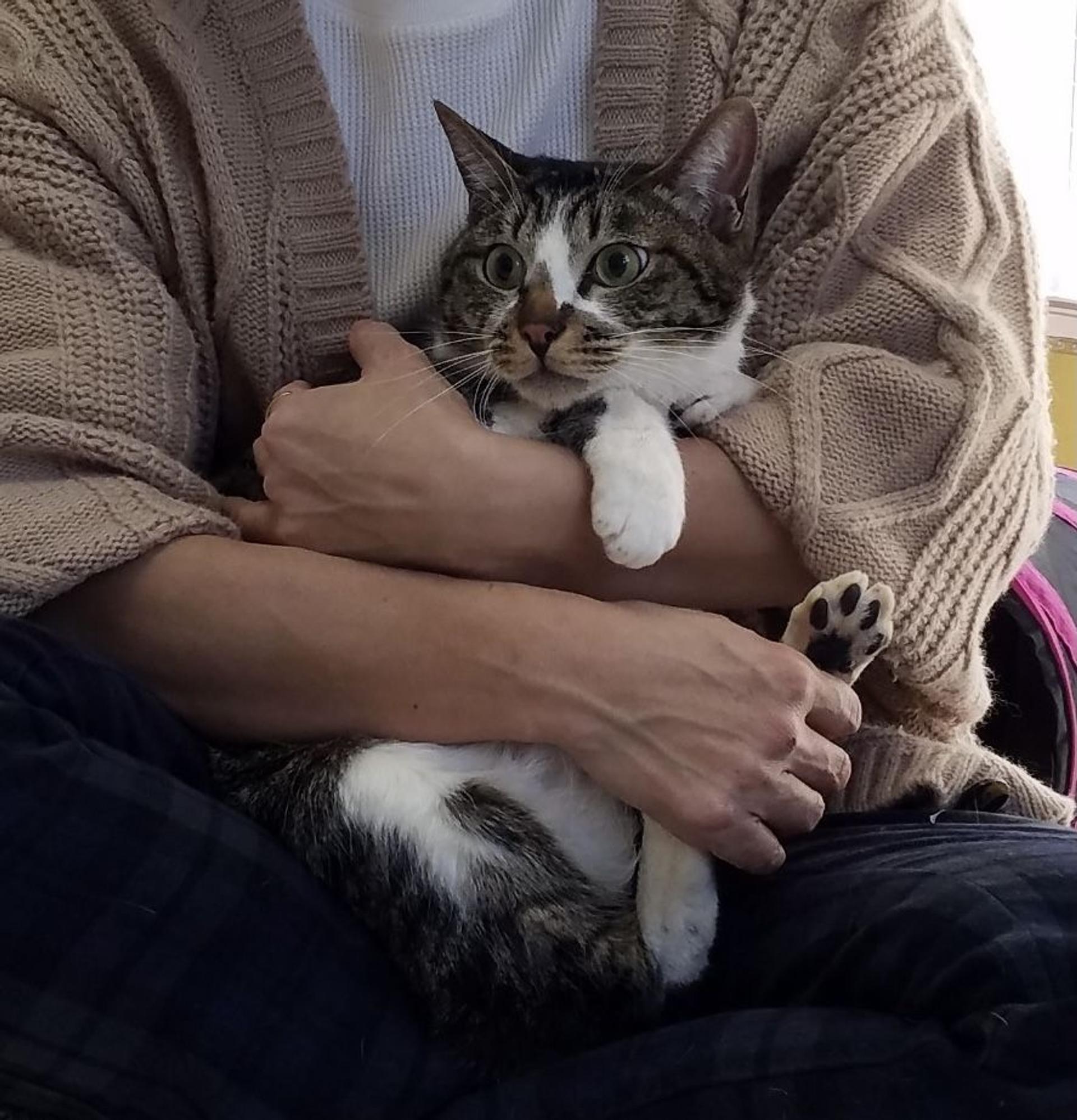 pet-image-5