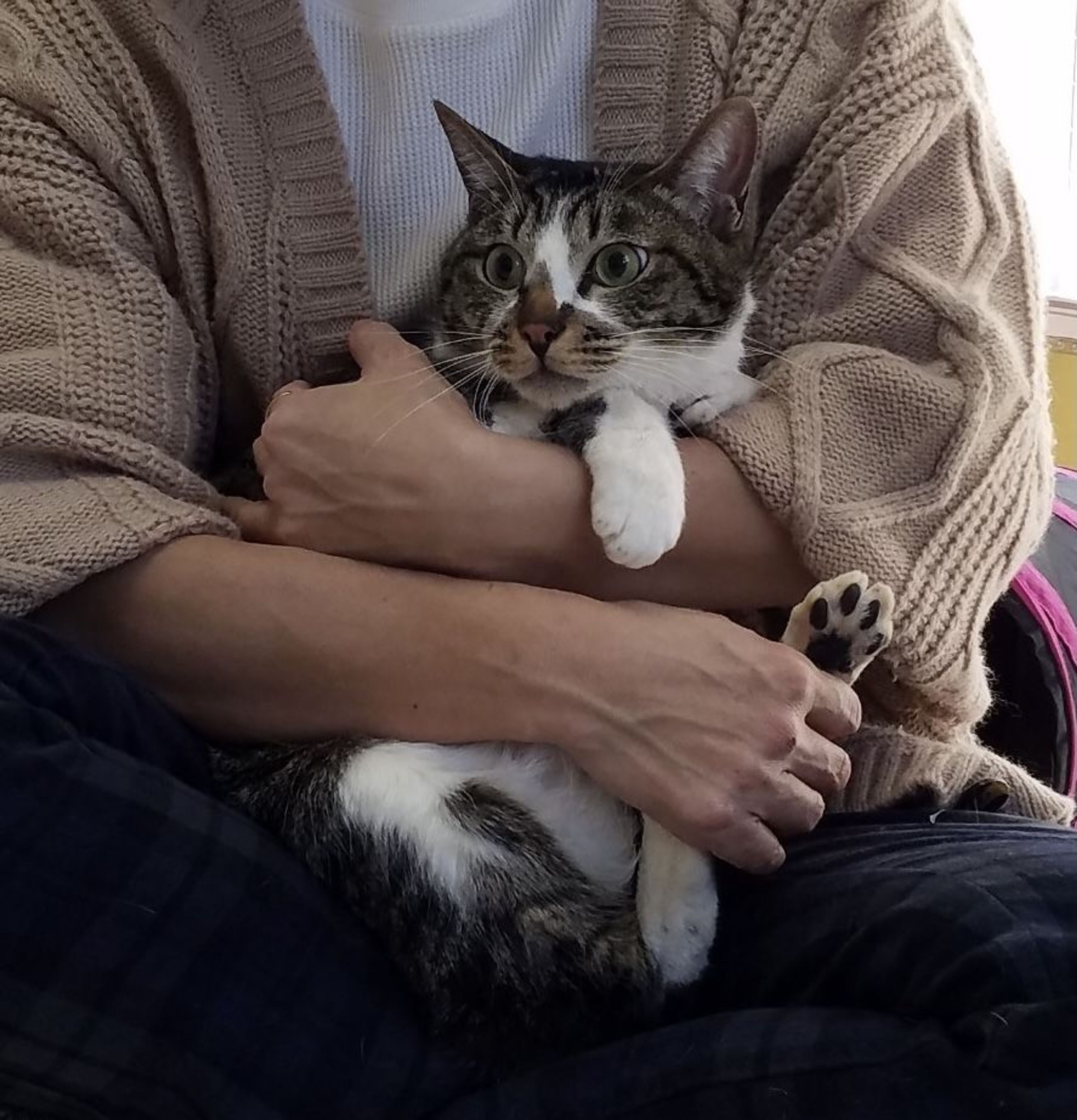 pet-image-5