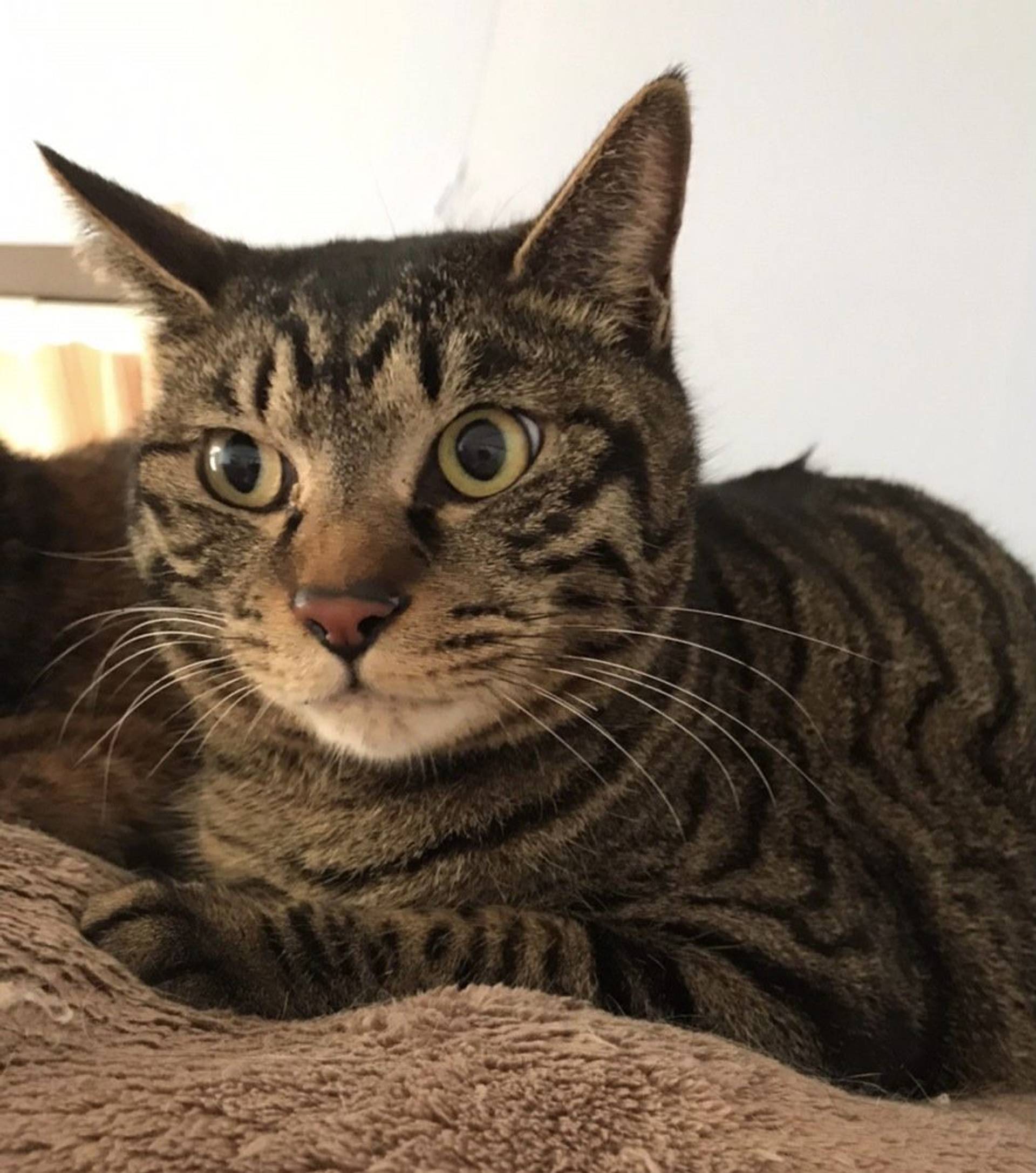 雑種（ミックス猫）・オスの里親募集の写真