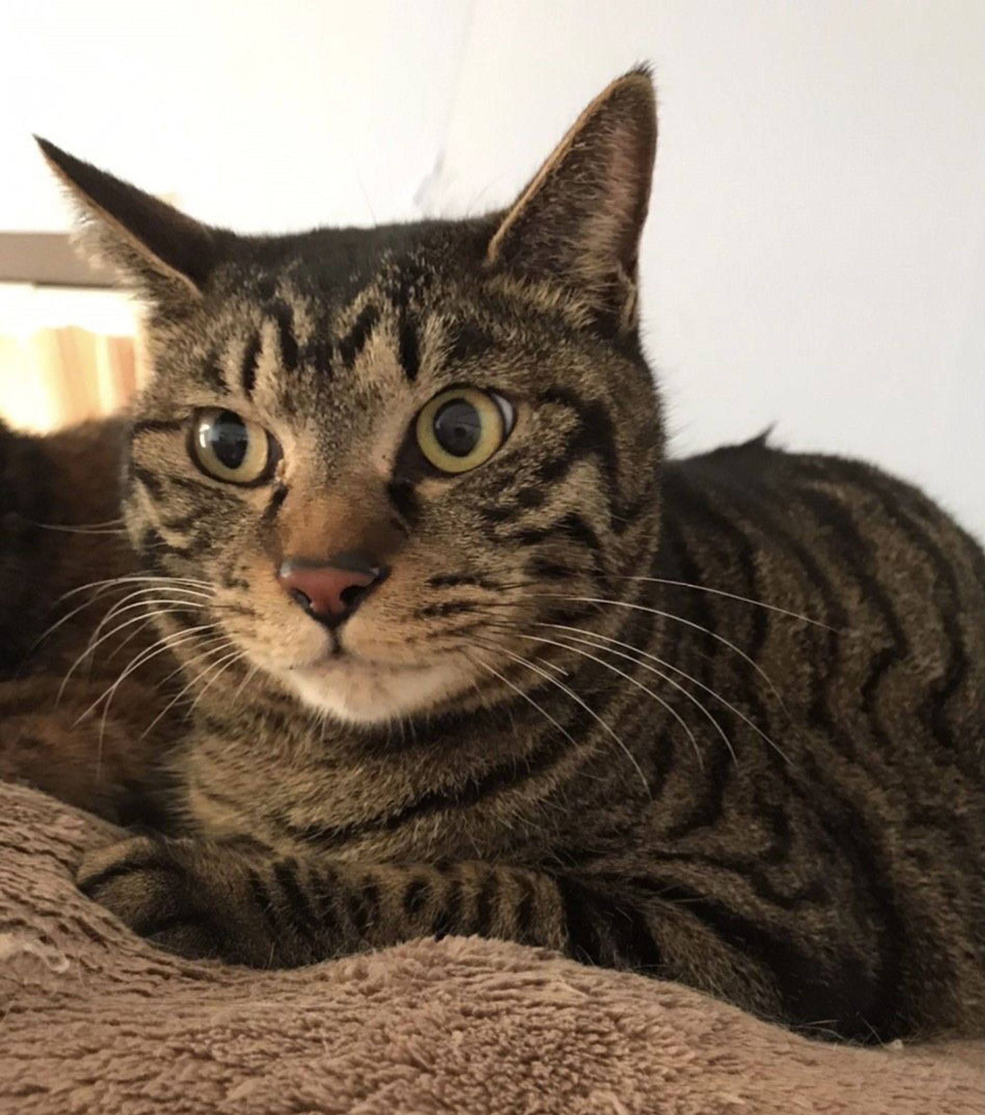 雑種（ミックス猫）・オスの里親募集の写真