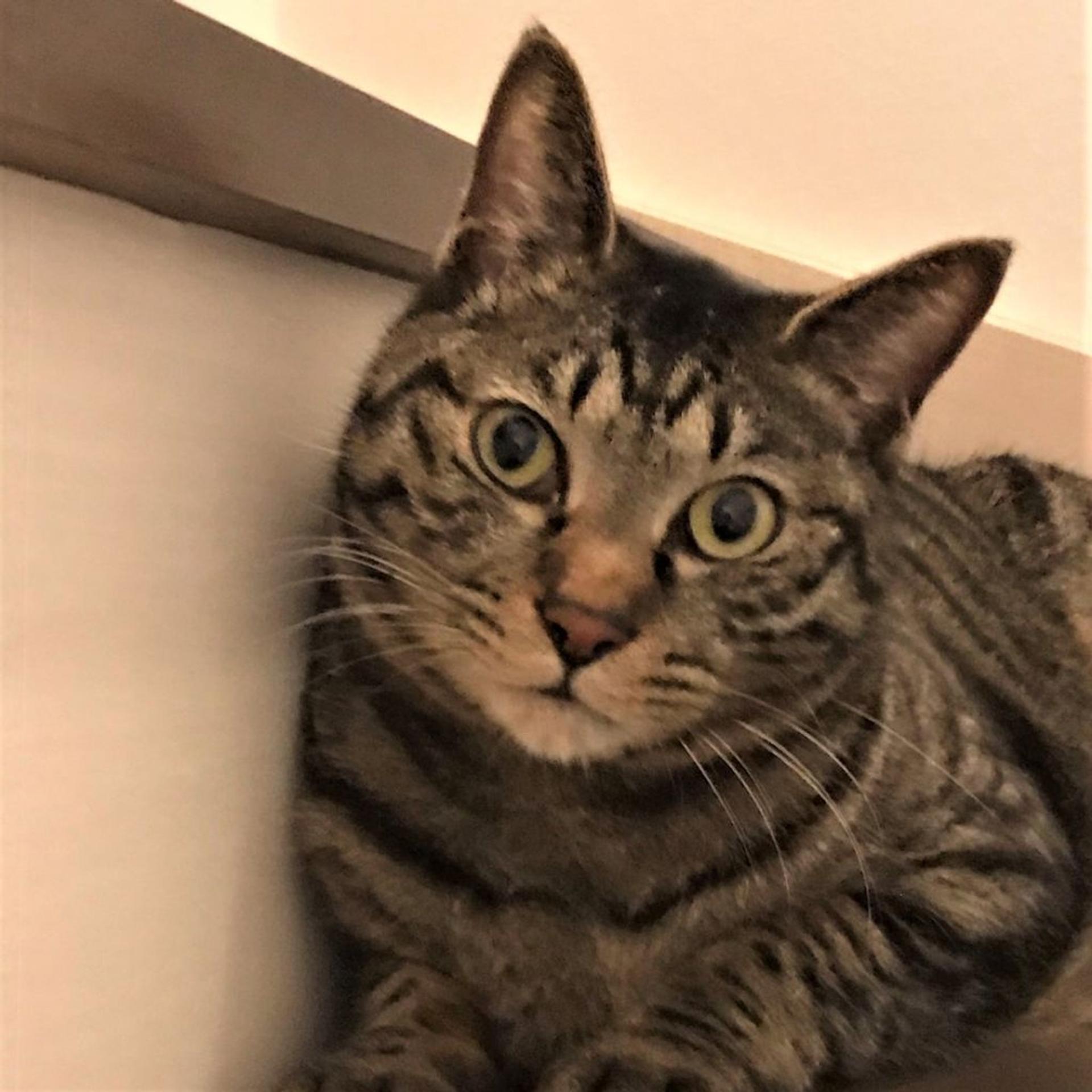 pet-image-2