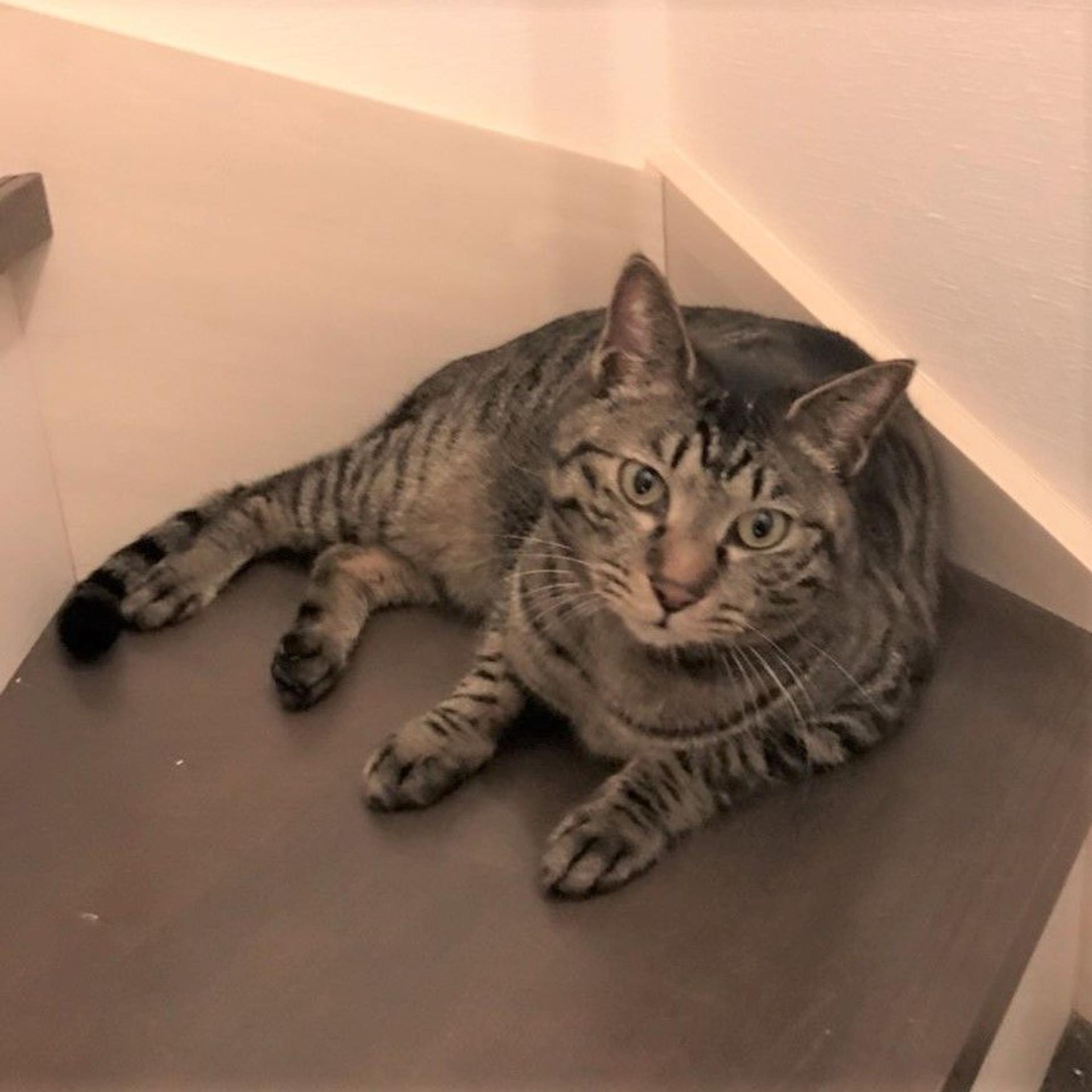 pet-image-6