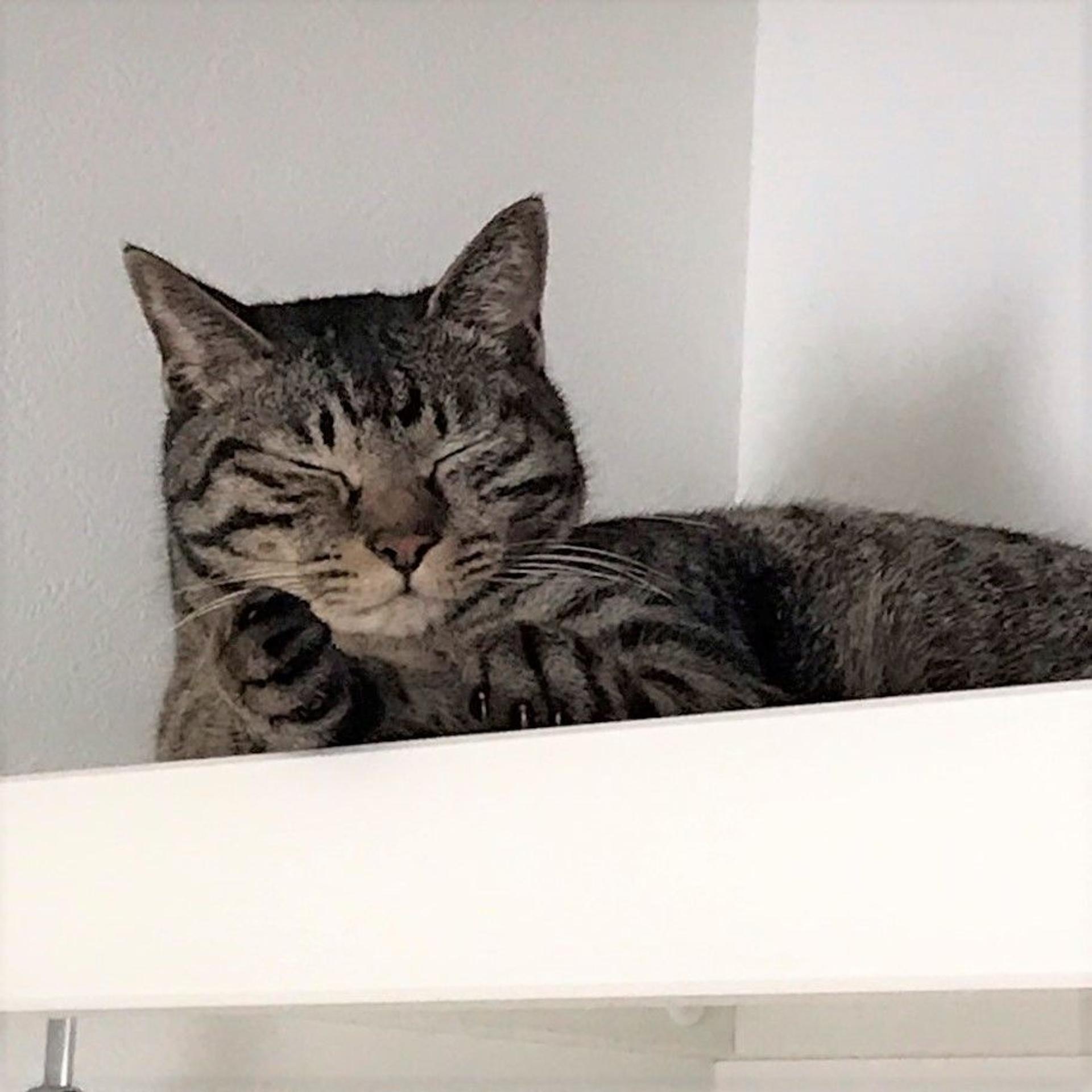 pet-image-7