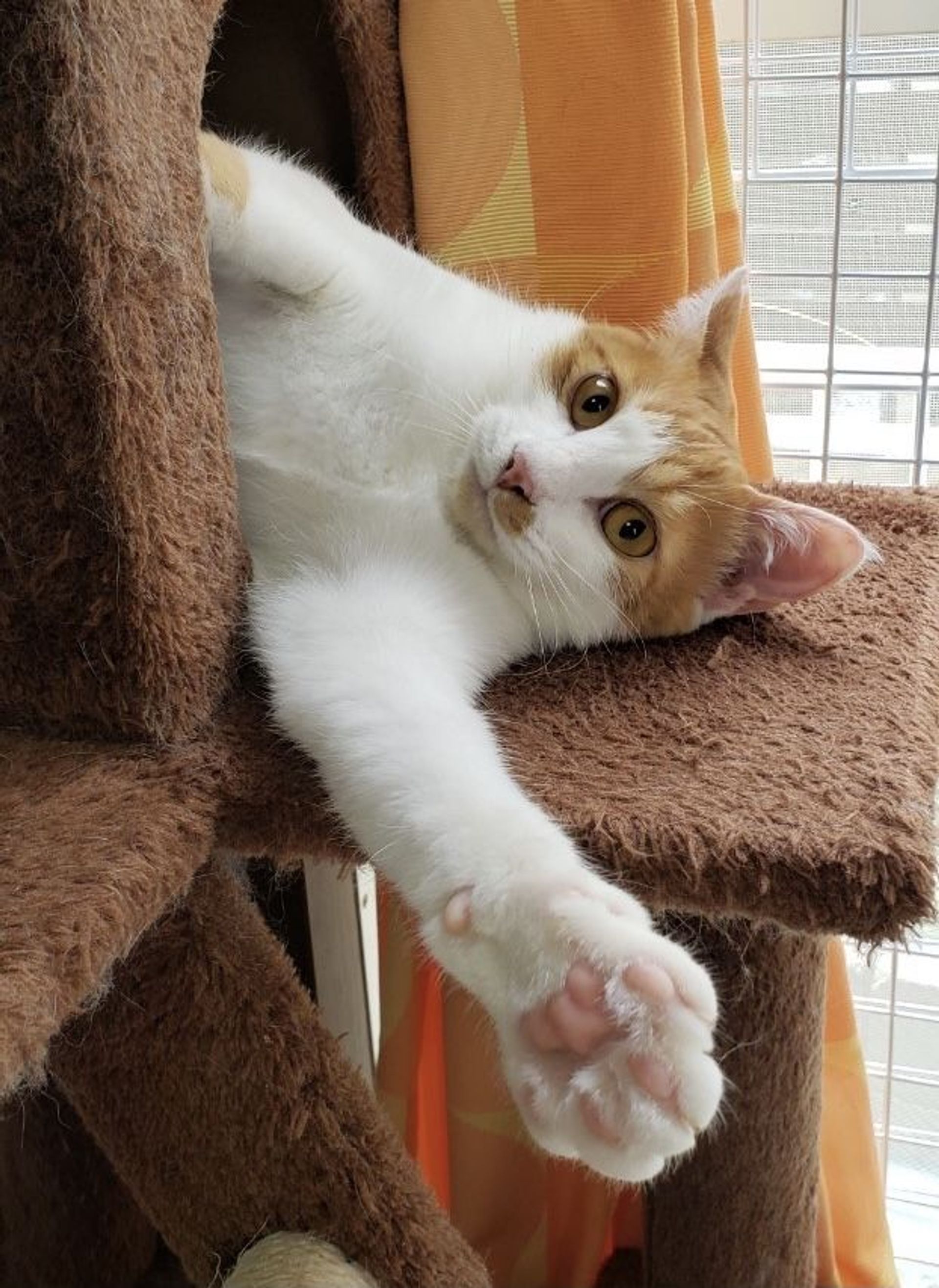 雑種（ミックス猫）・オスの里親募集の写真