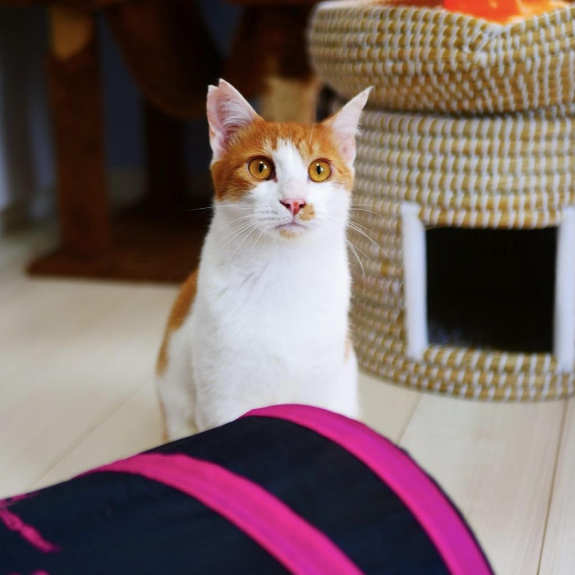 pet-image-3