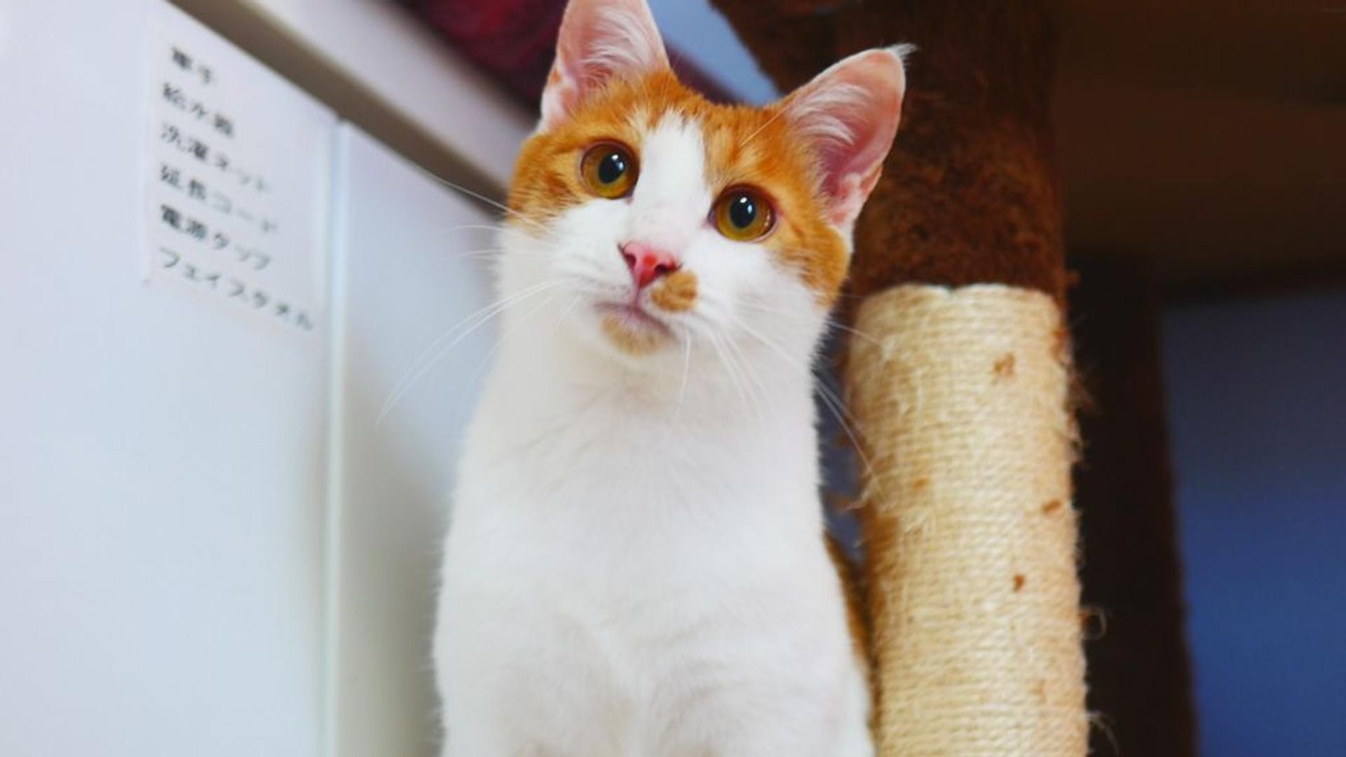 pet-image-5