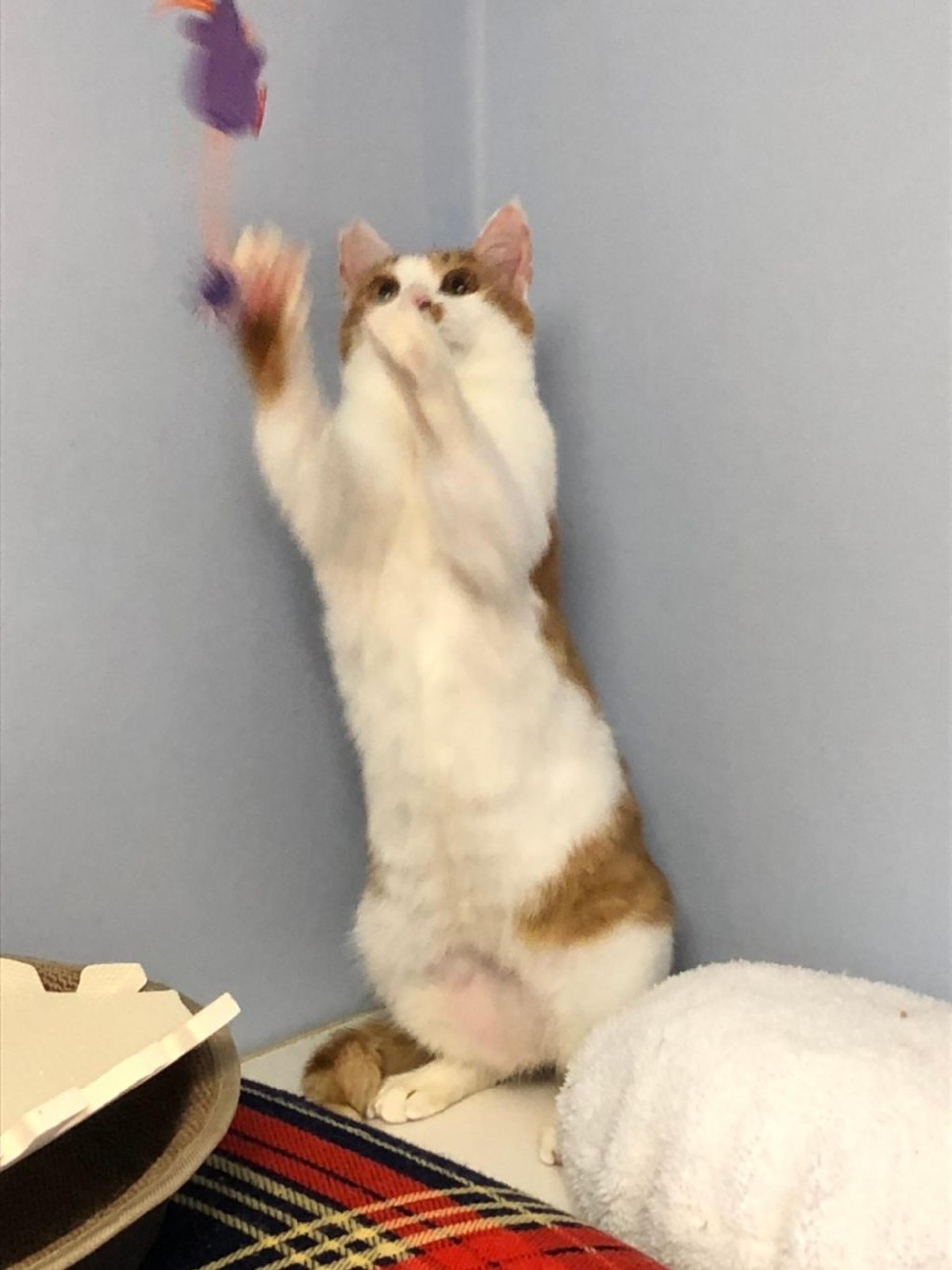 pet-image-6