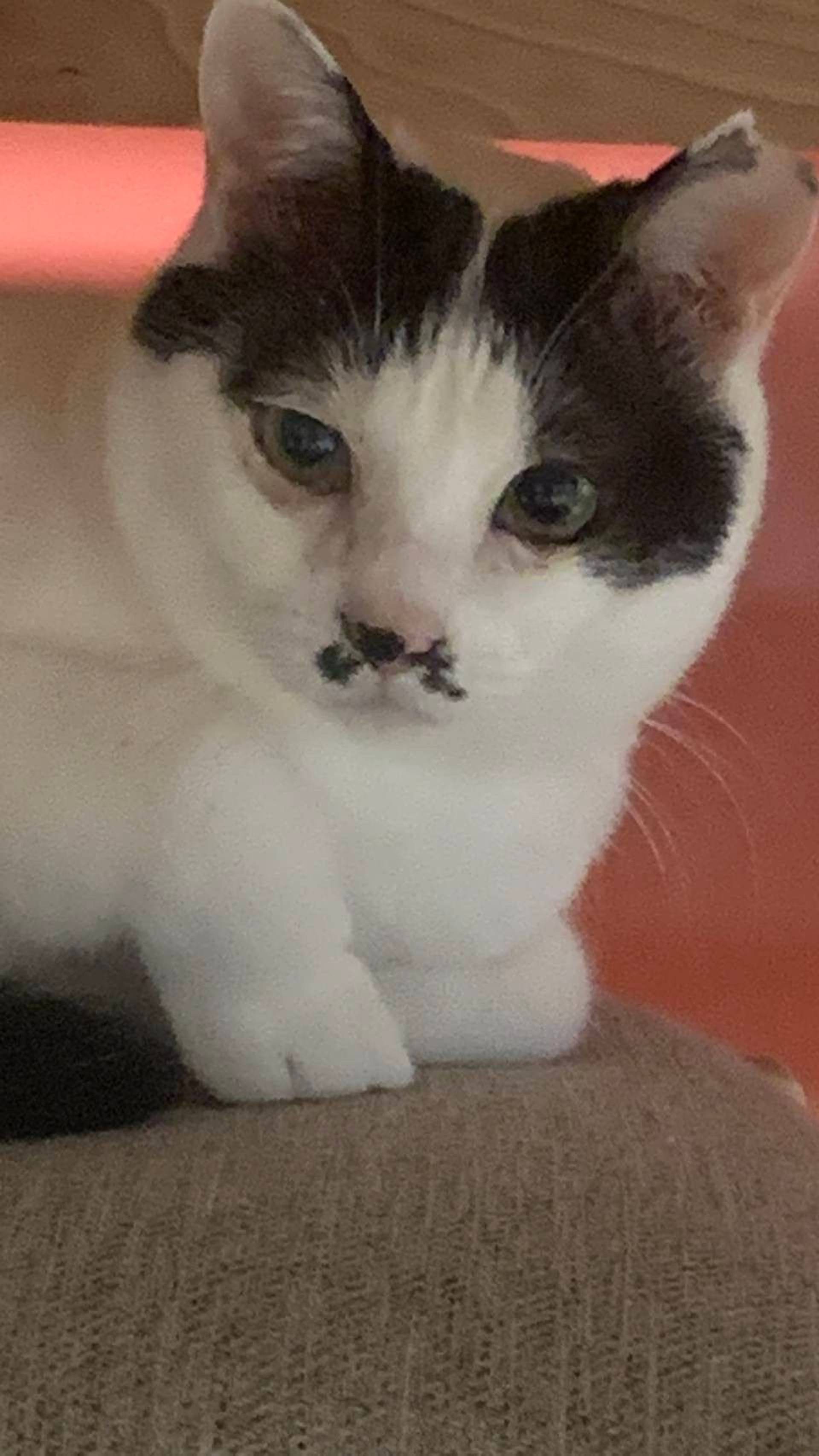 雑種（ミックス猫）・オスの里親募集の写真