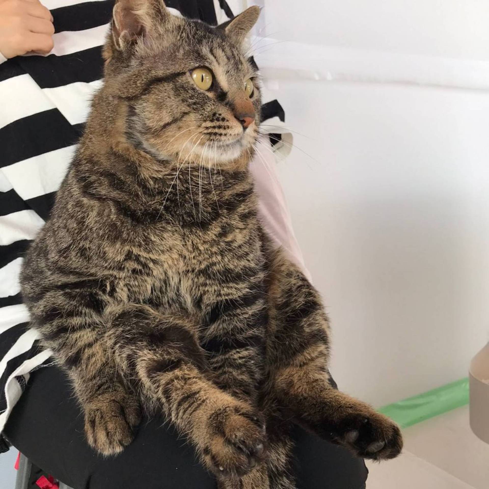 雑種（ミックス猫）・オスの里親募集の写真