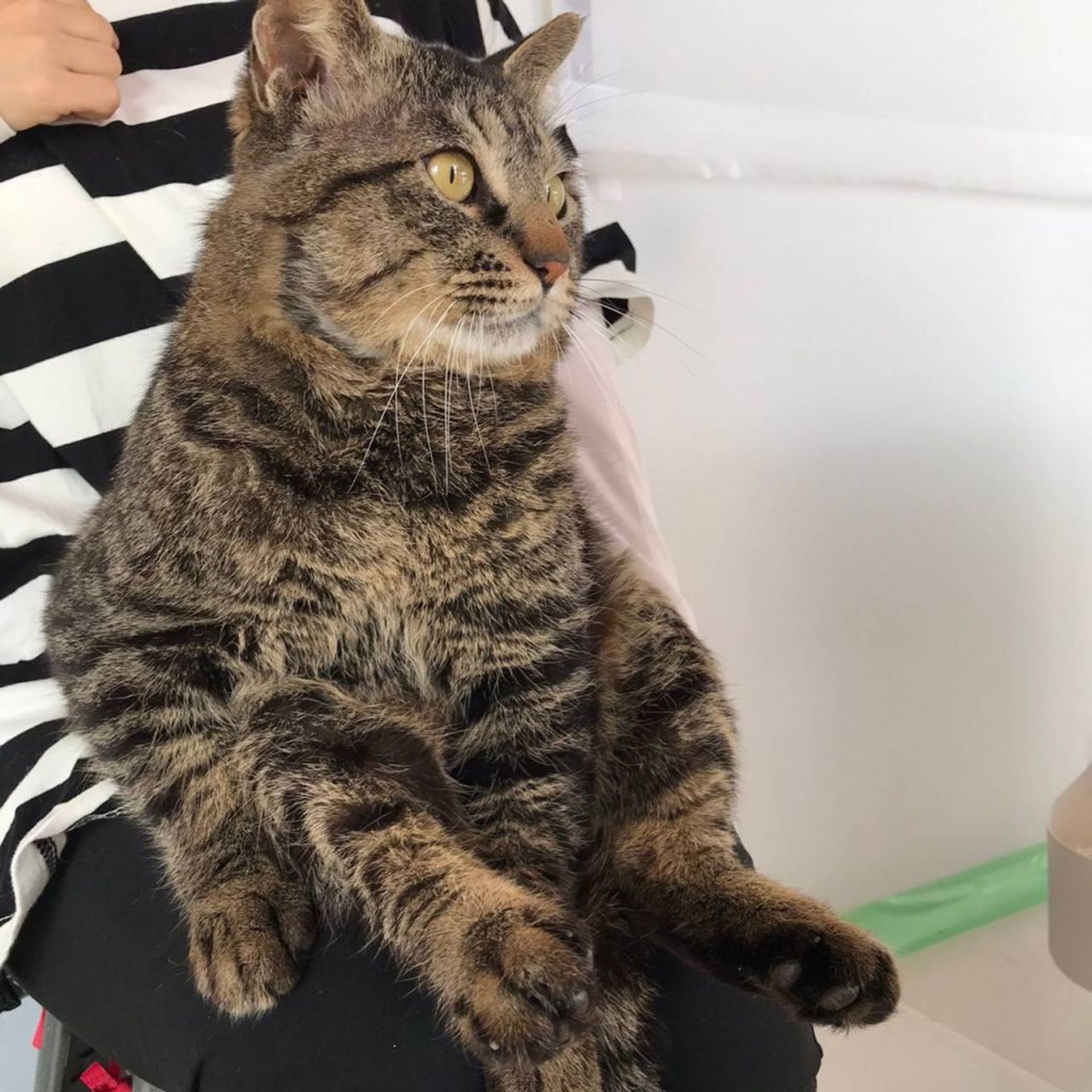 雑種（ミックス猫）・オスの里親募集の写真