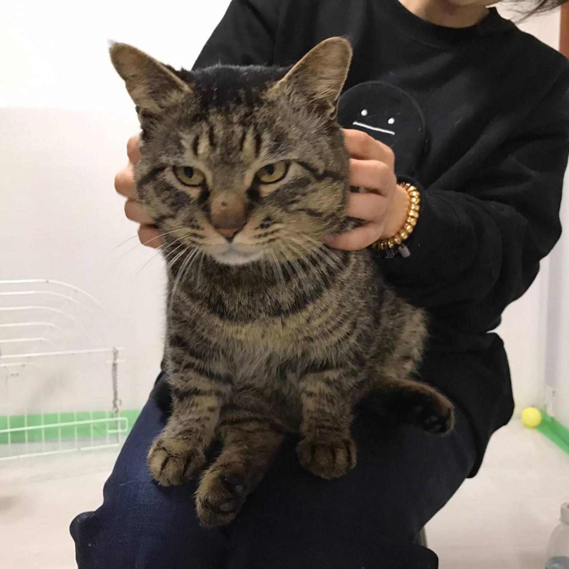 pet-image-3