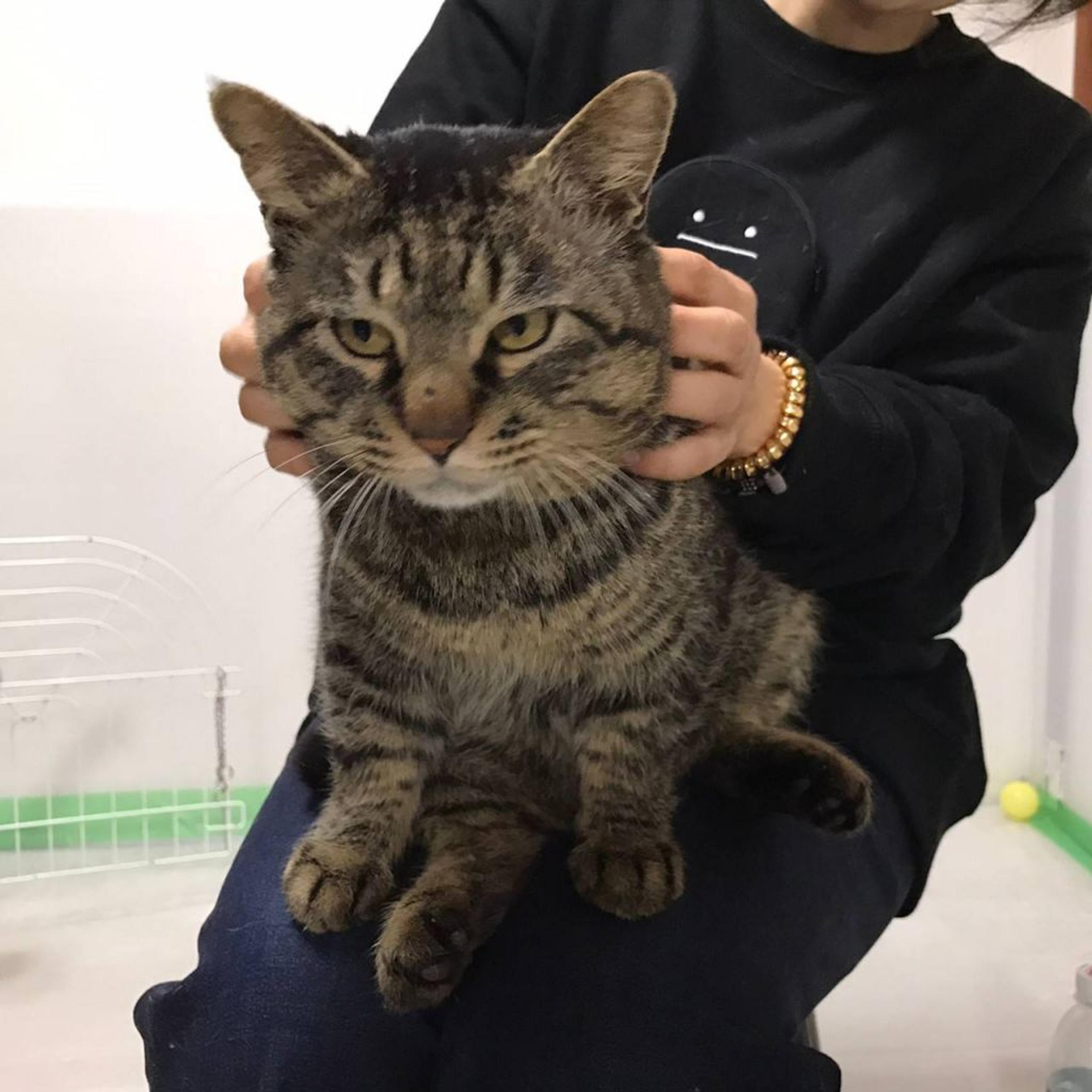 pet-image-3