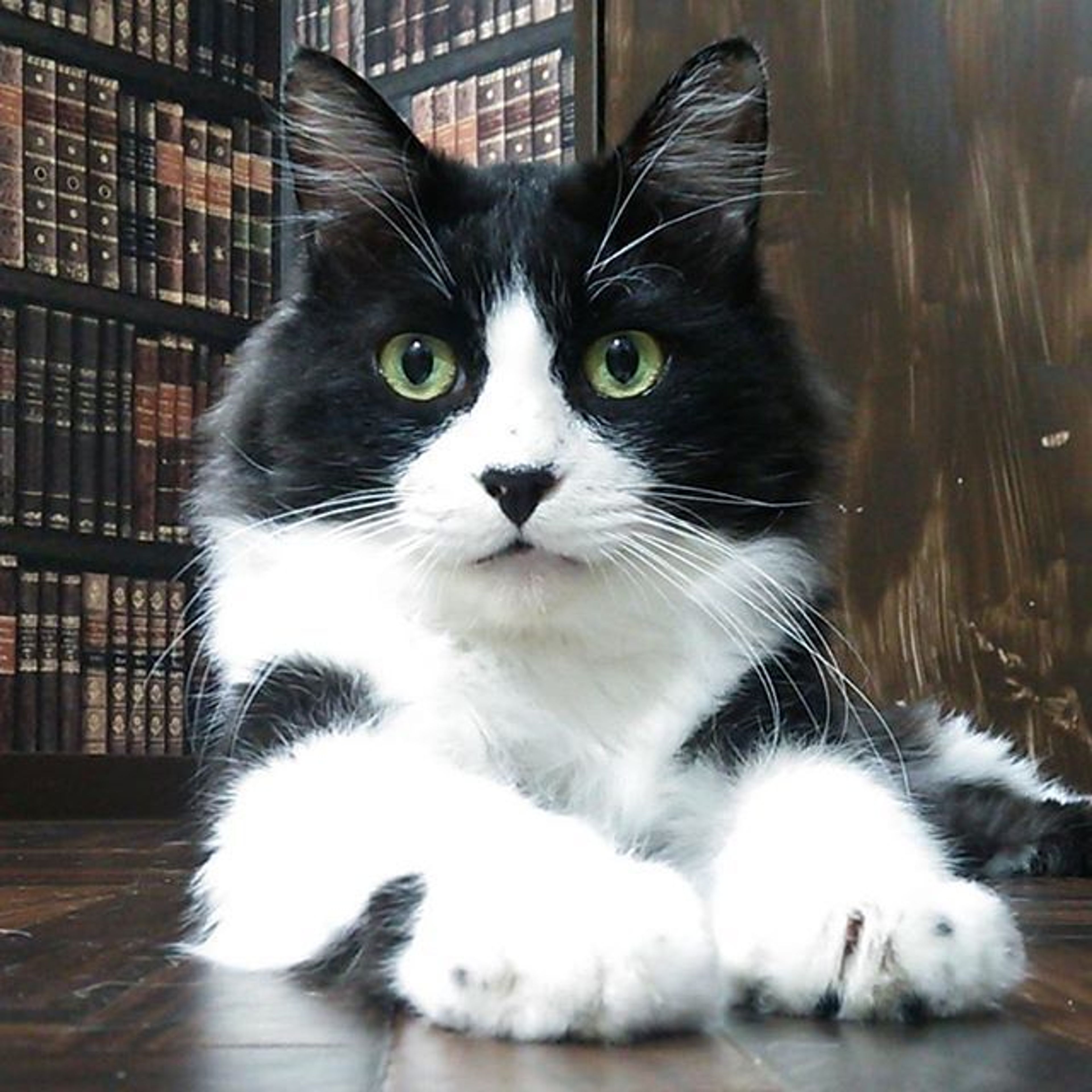 雑種（ミックス猫）・オスの里親募集の写真