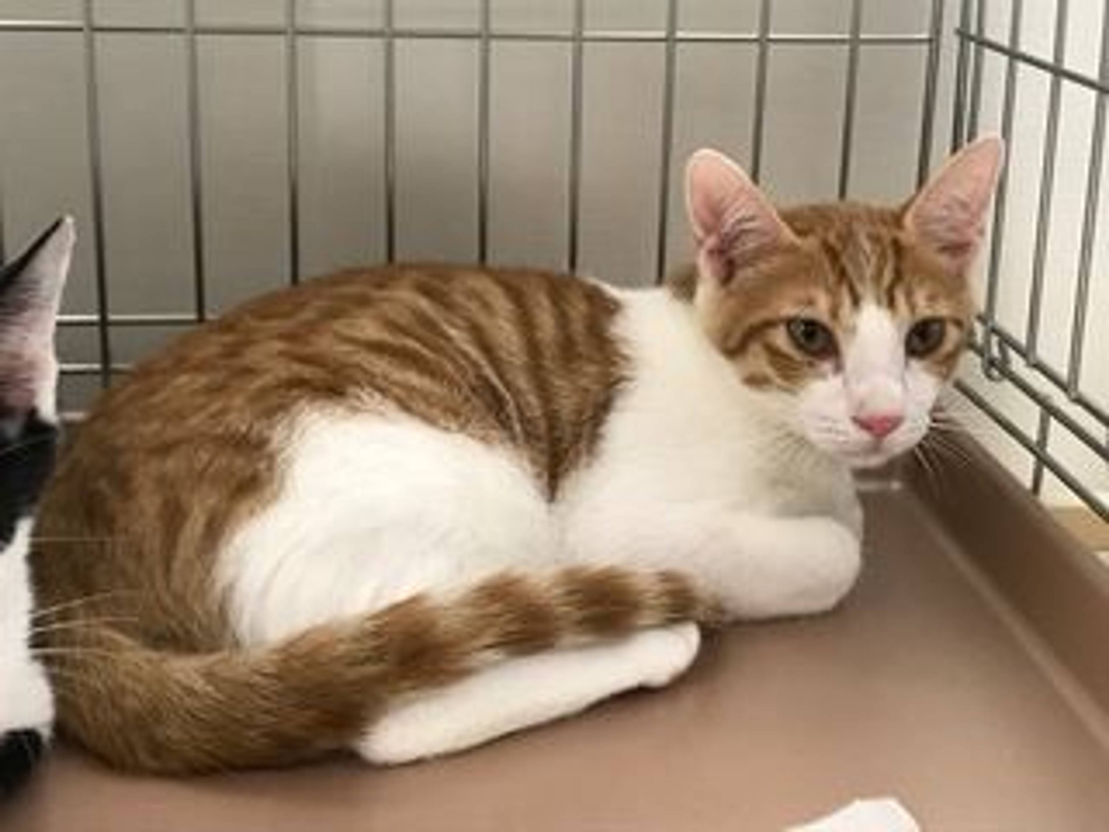 雑種（ミックス猫）・オスの里親募集の写真
