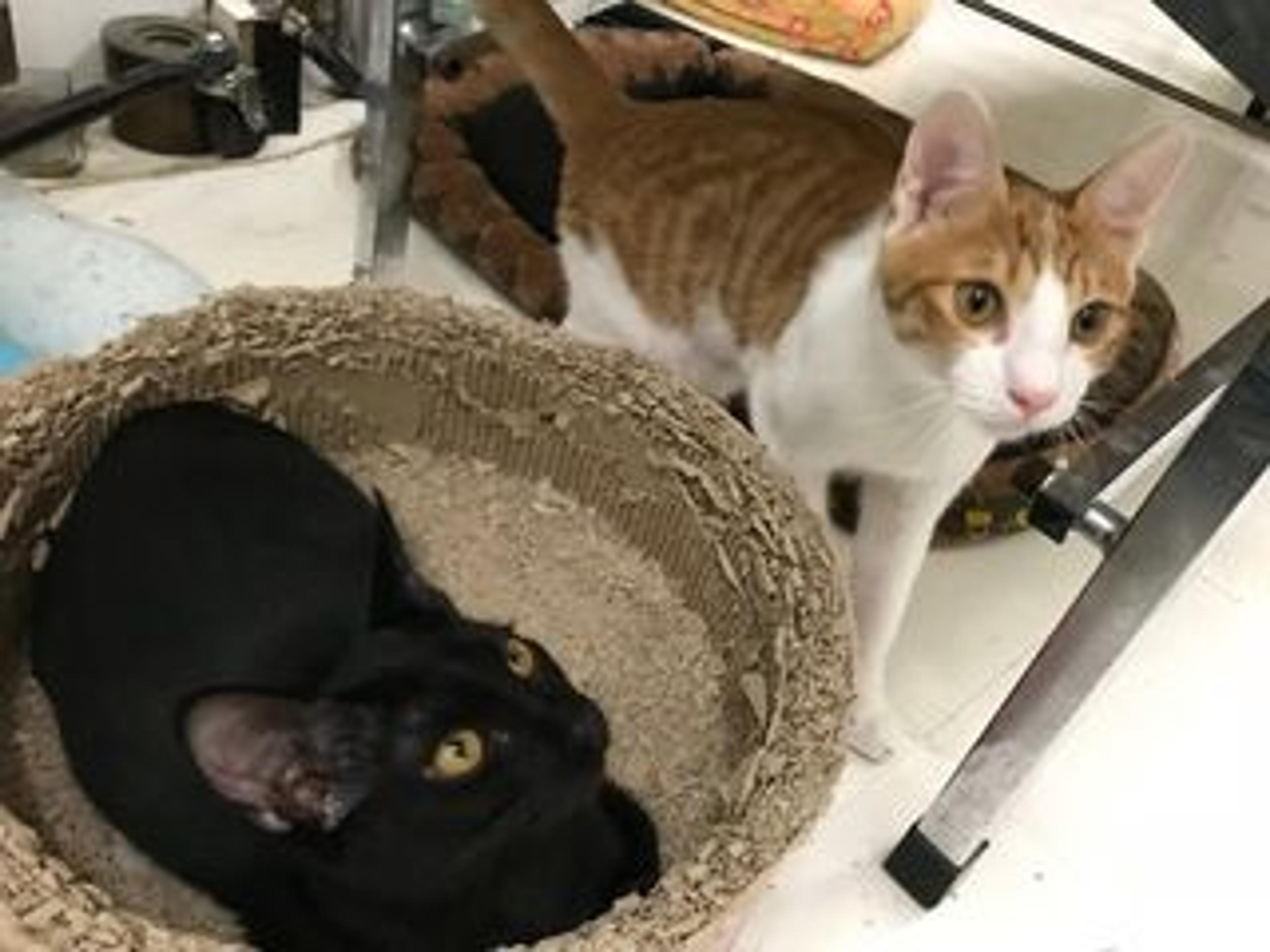 pet-image-2
