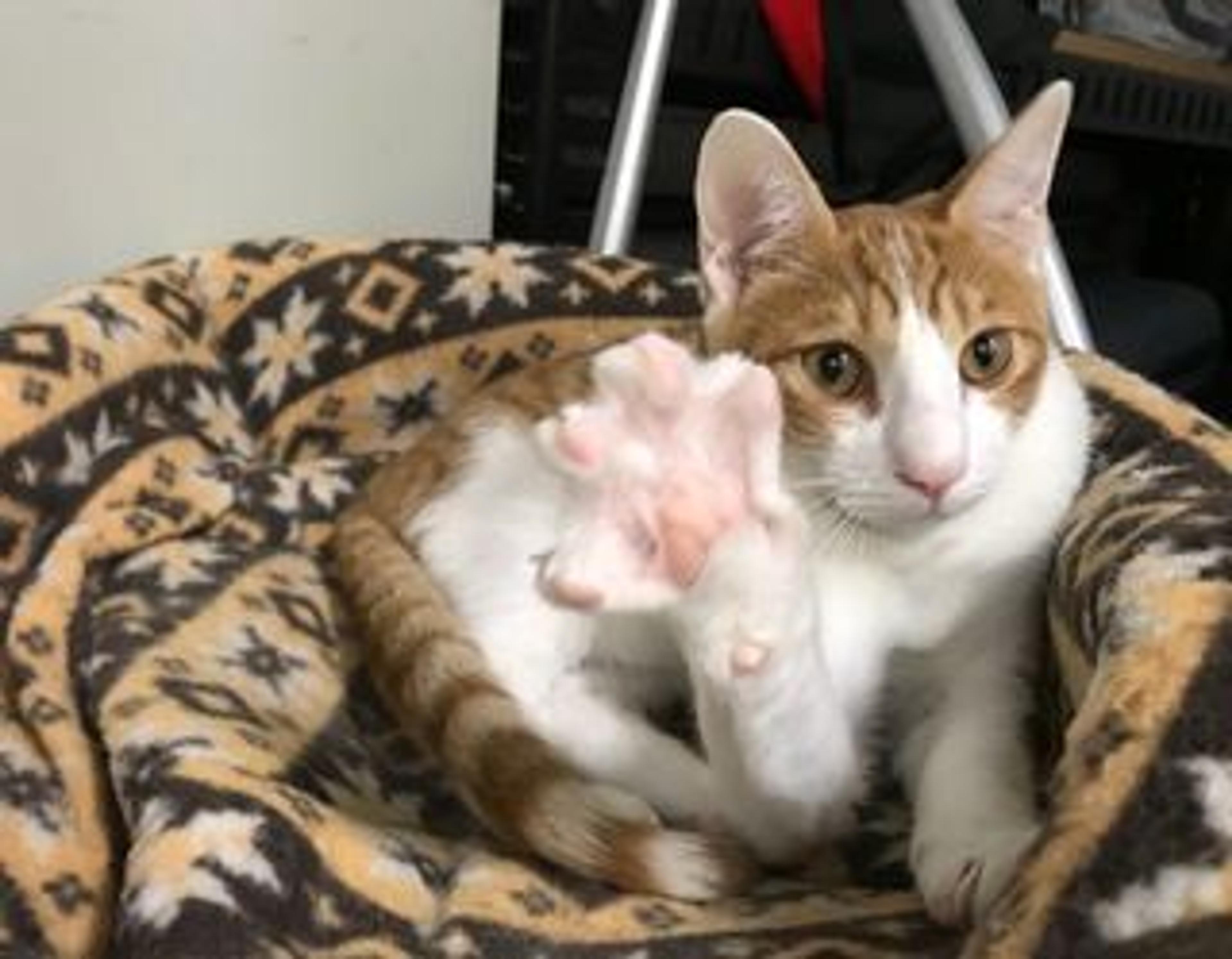 pet-image-3