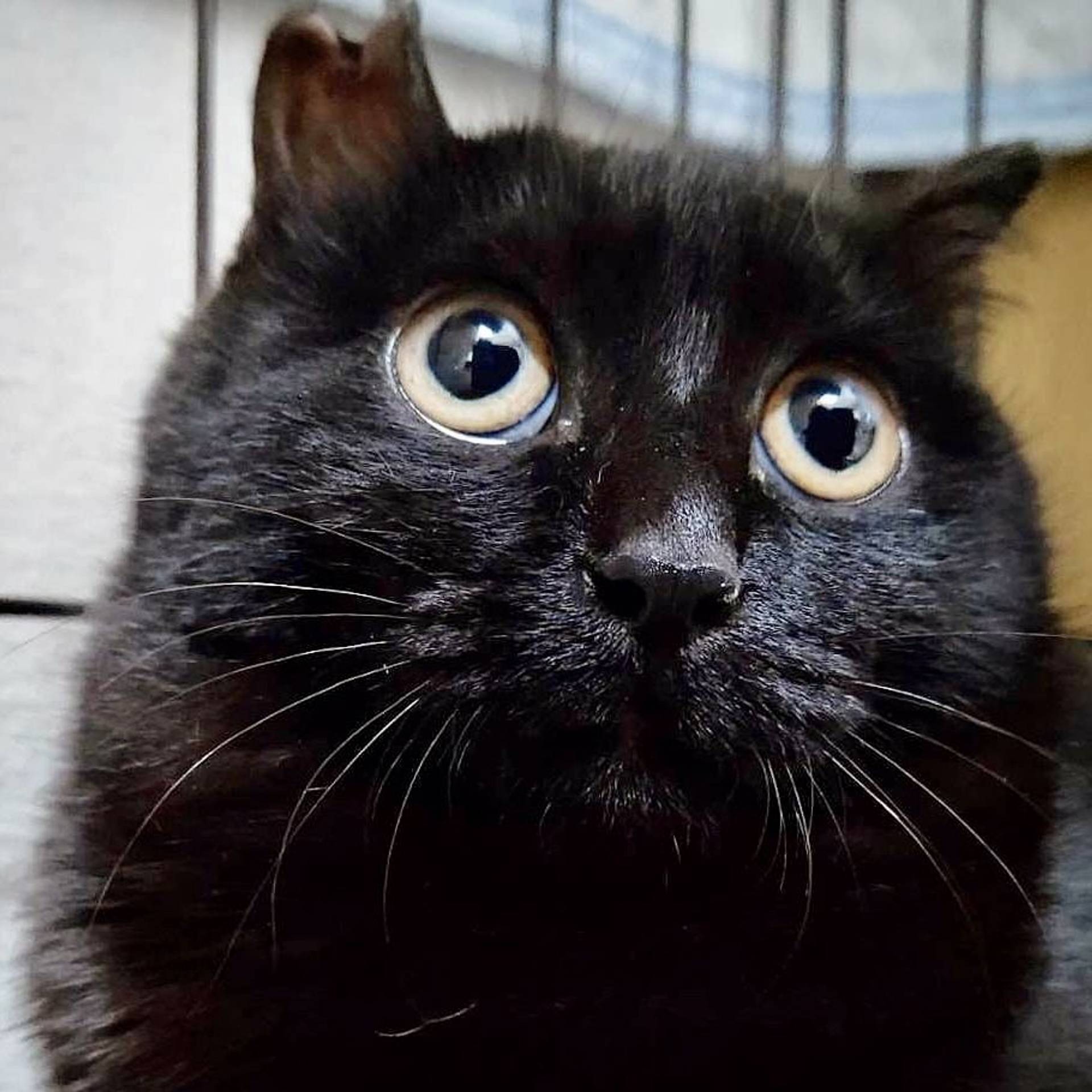 雑種（ミックス猫）・メスの里親募集の写真