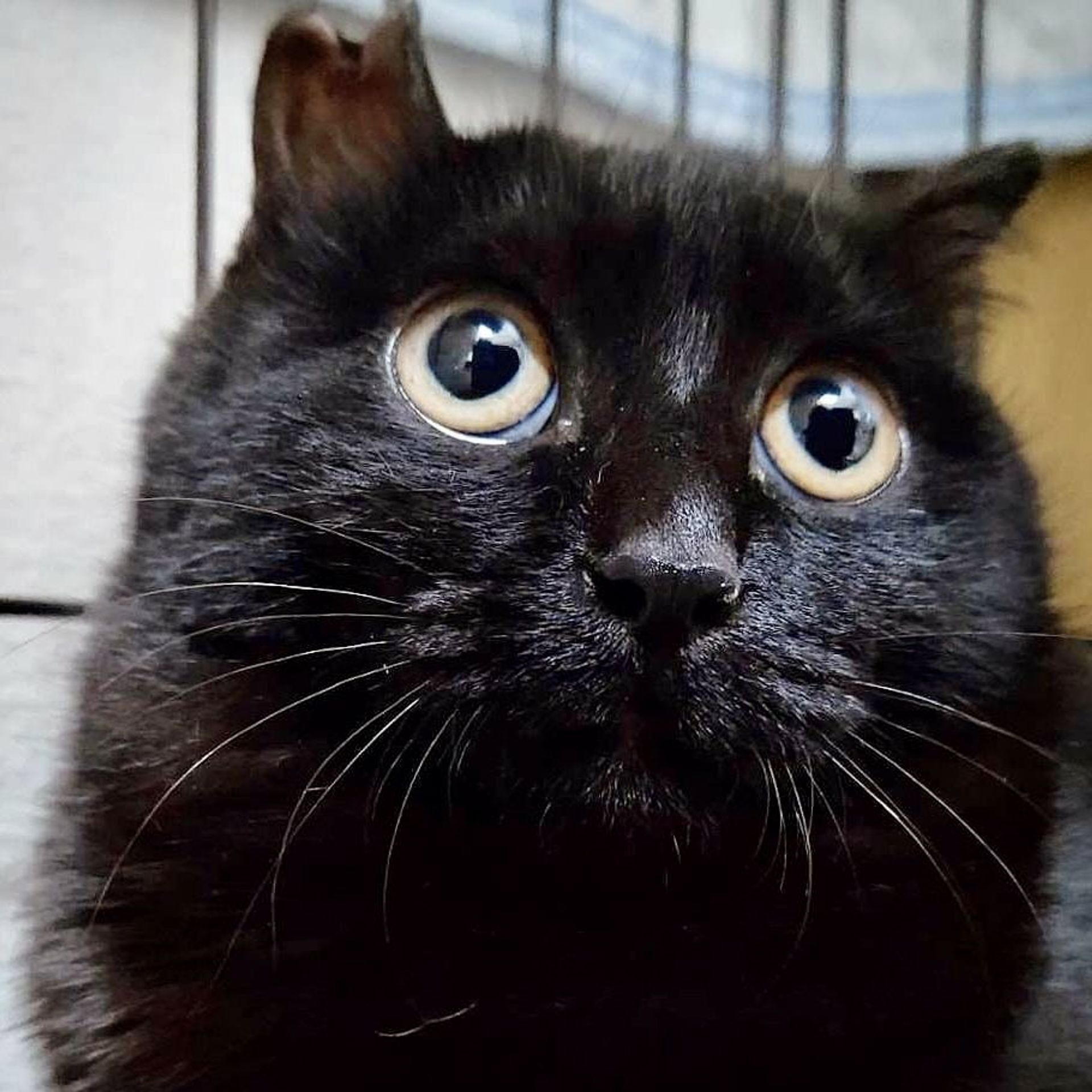 雑種（ミックス猫）・メスの里親募集の写真