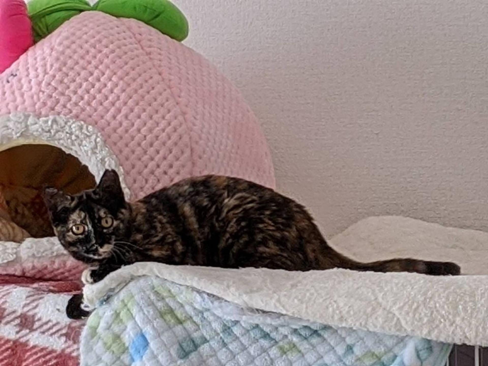 pet-image-7
