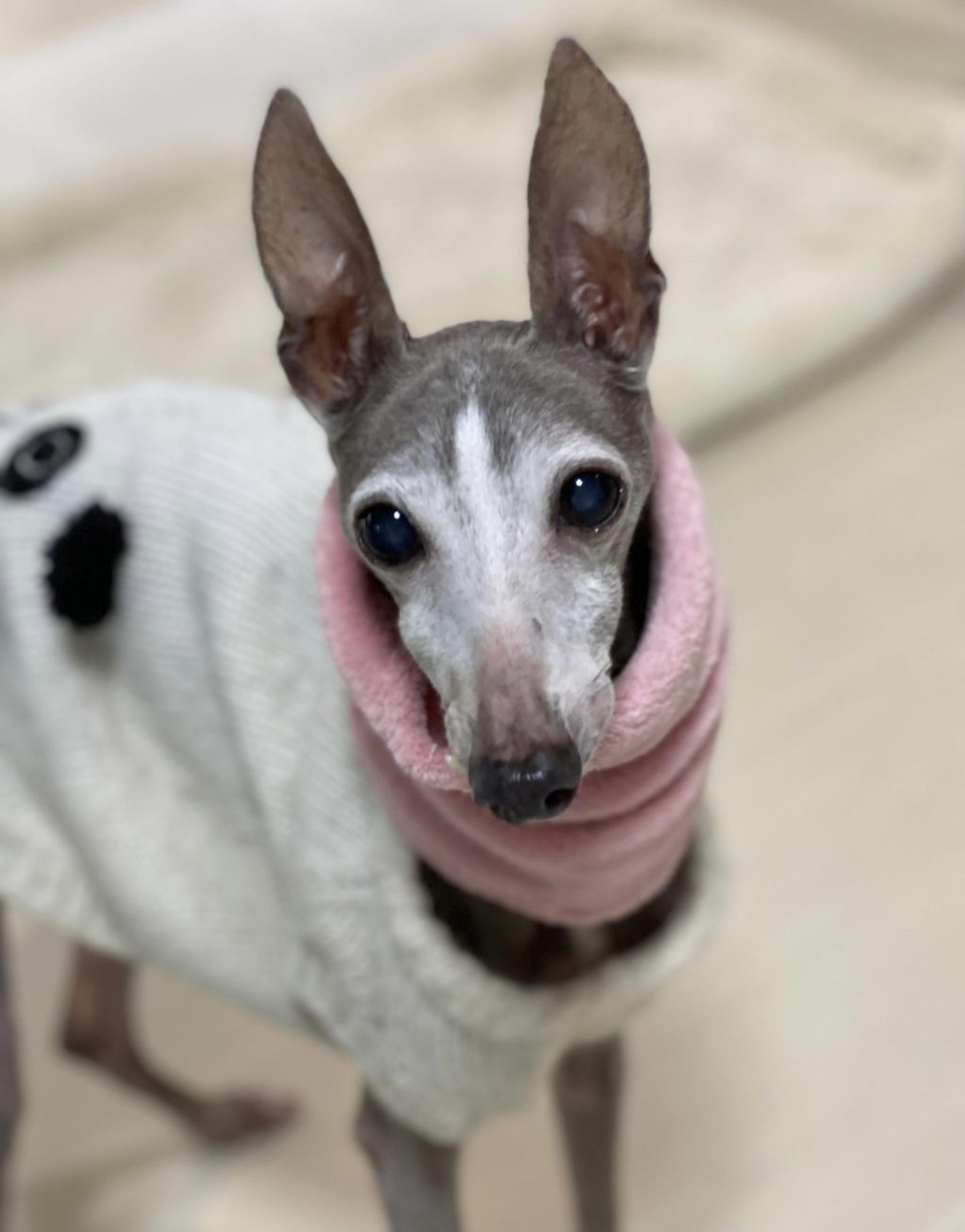 pet-image-2
