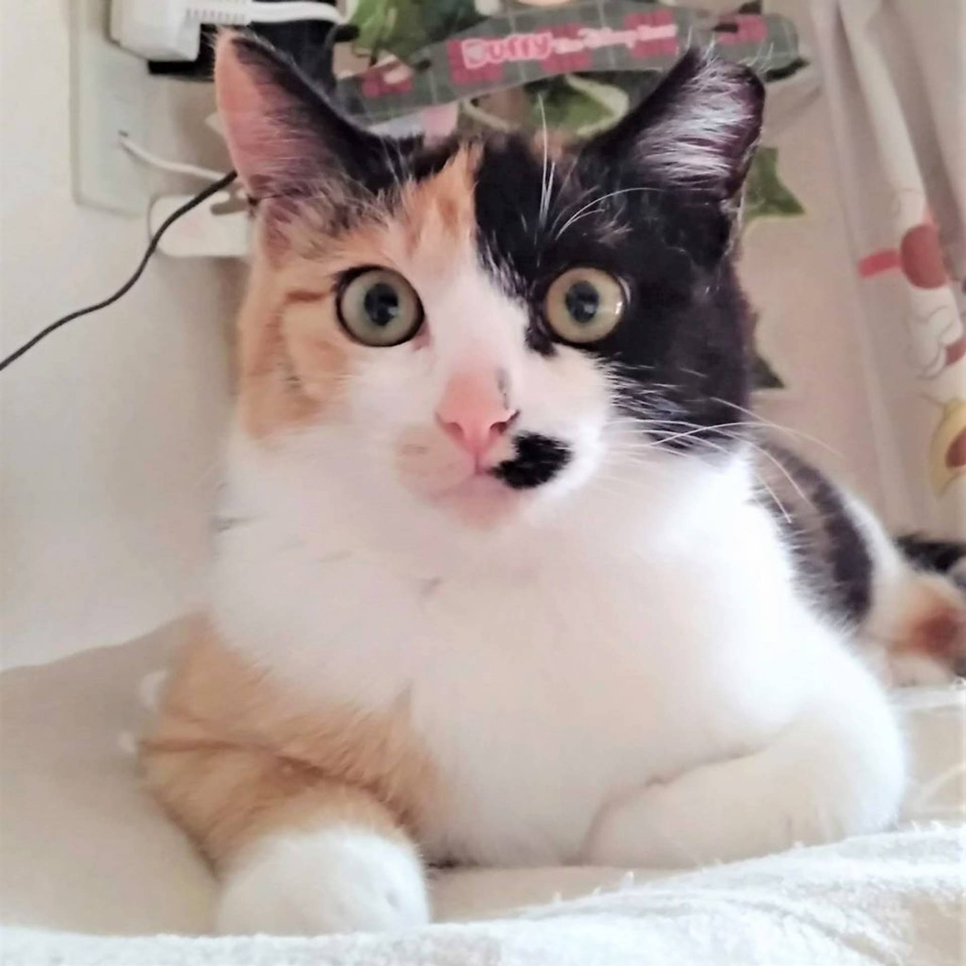 雑種（ミックス猫）・メスの里親募集の写真
