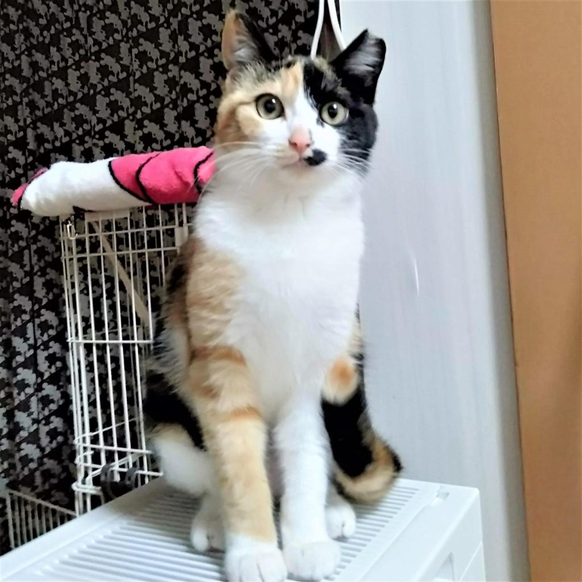 pet-image-5