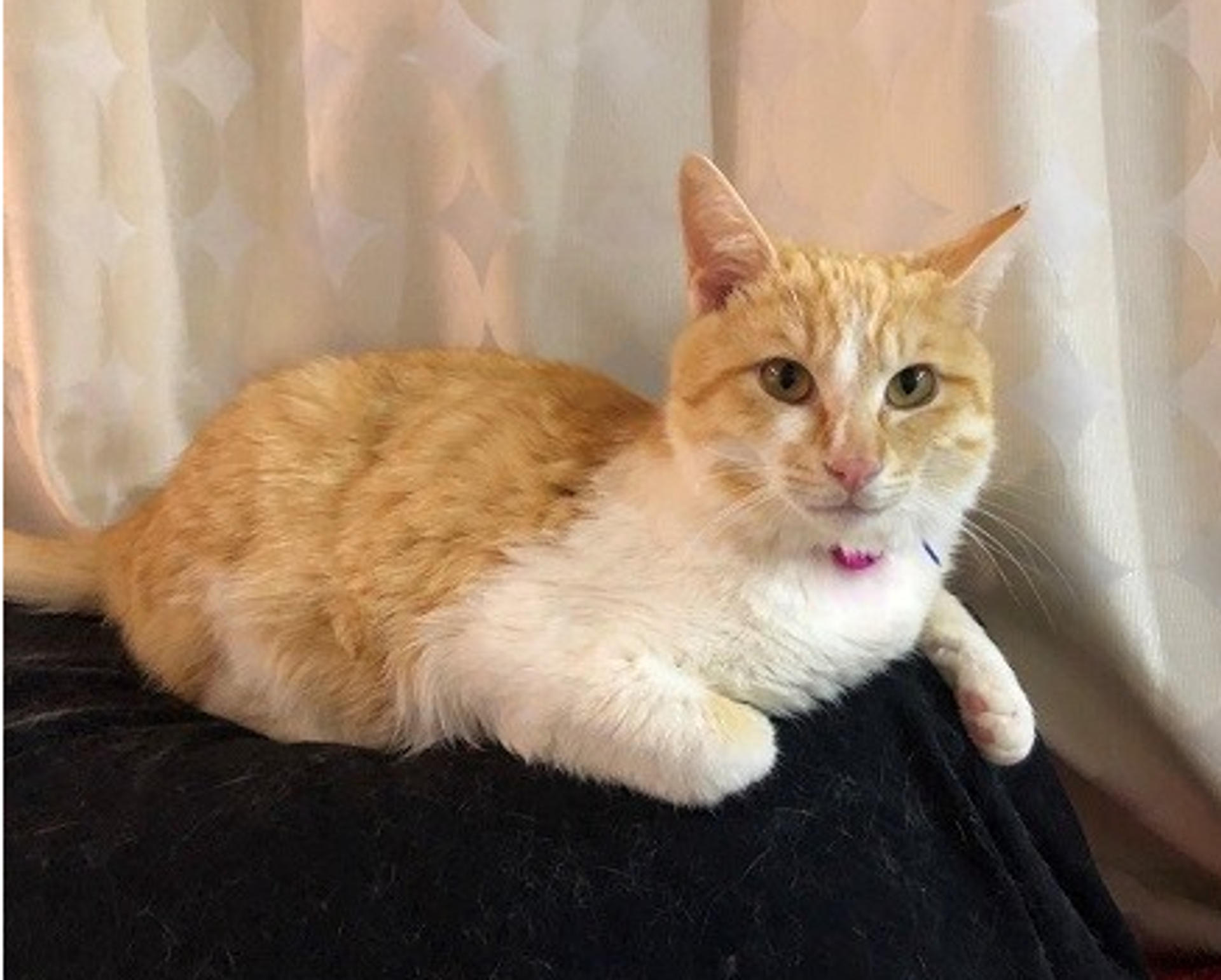 pet-image-2