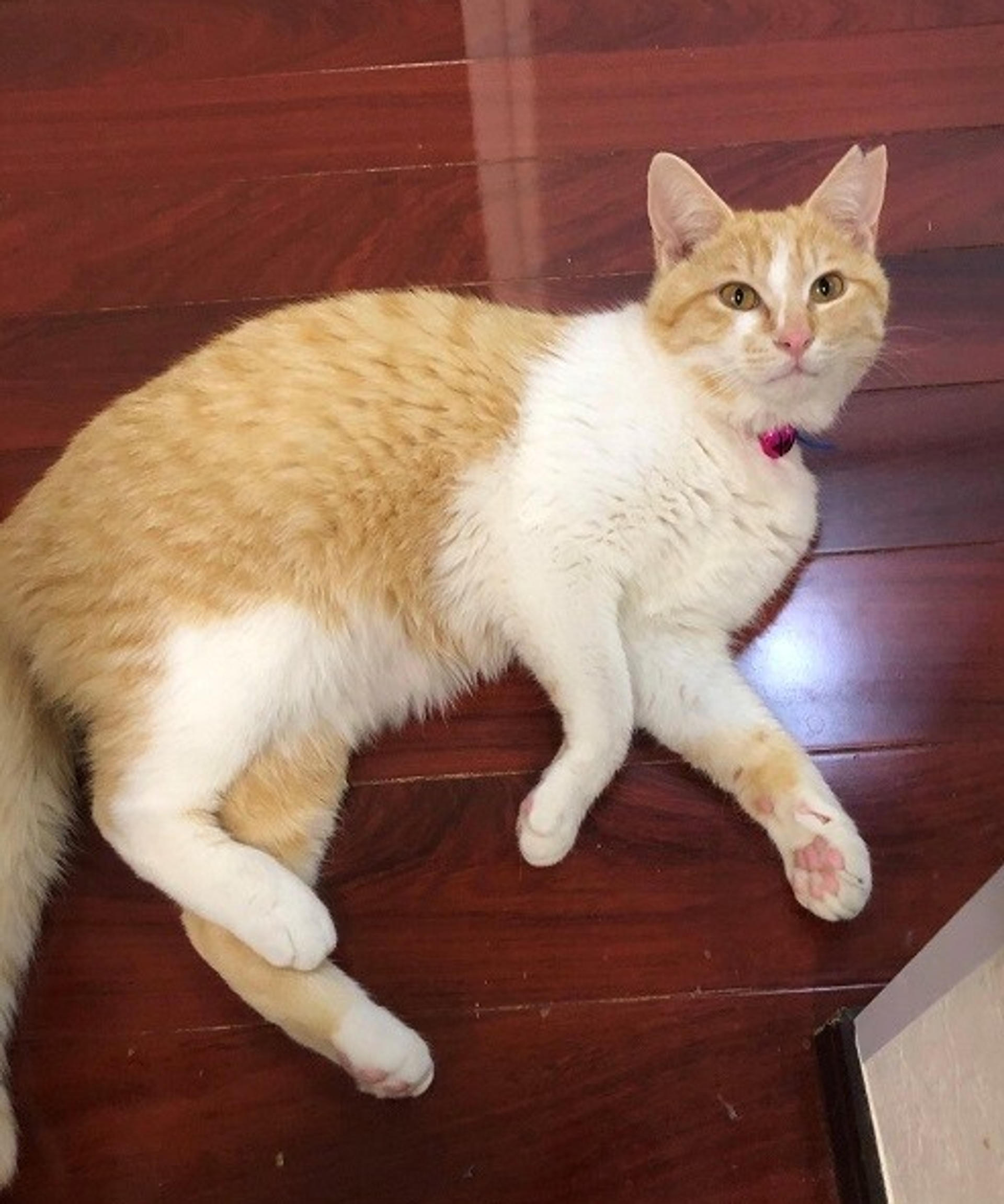 pet-image-3