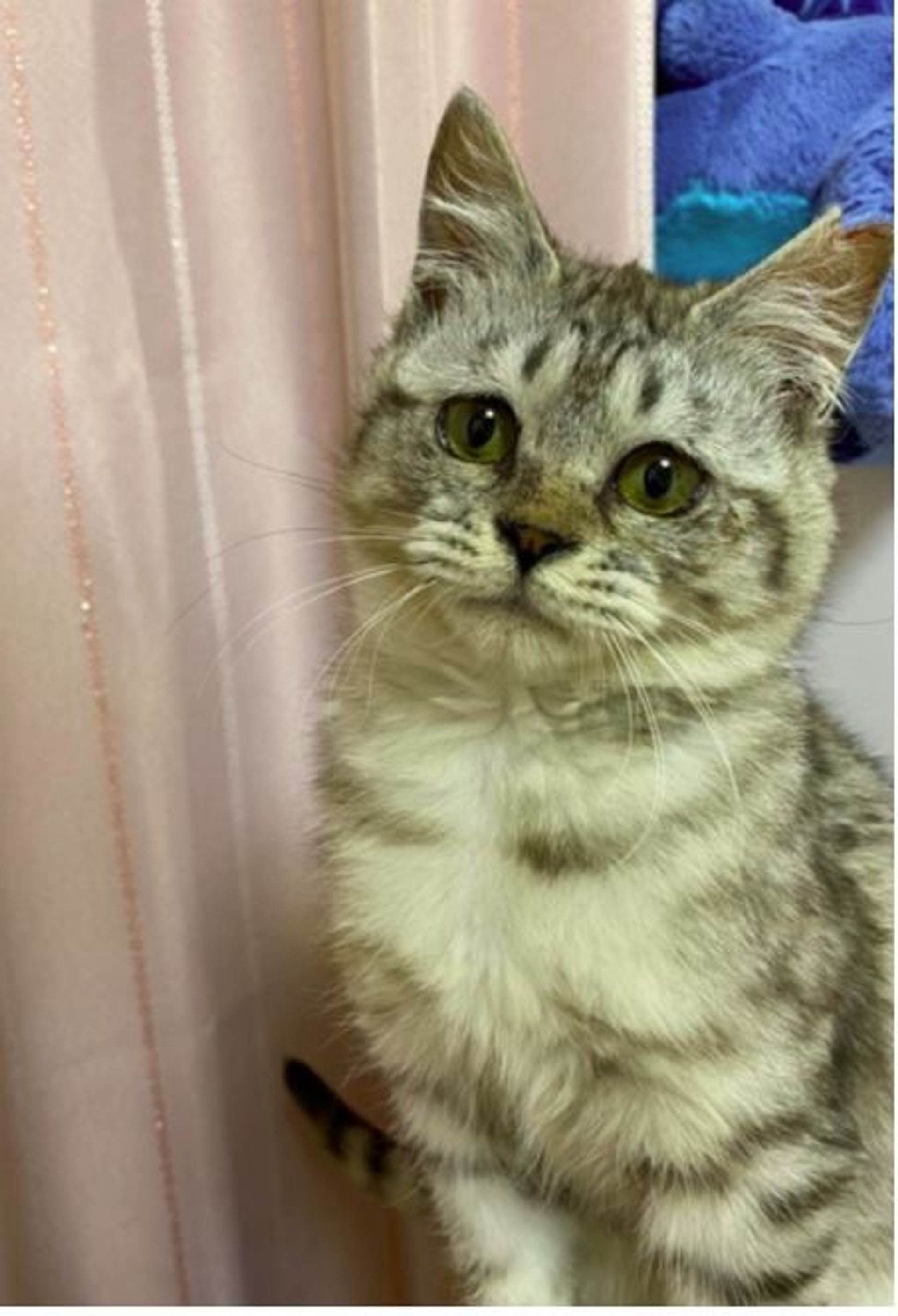 雑種（ミックス猫）・オスの里親募集の写真