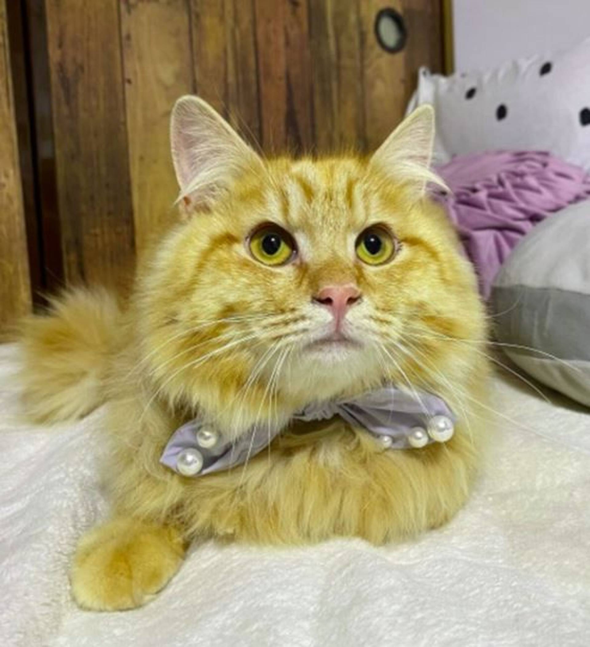 雑種（ミックス猫）・オスの里親募集の写真