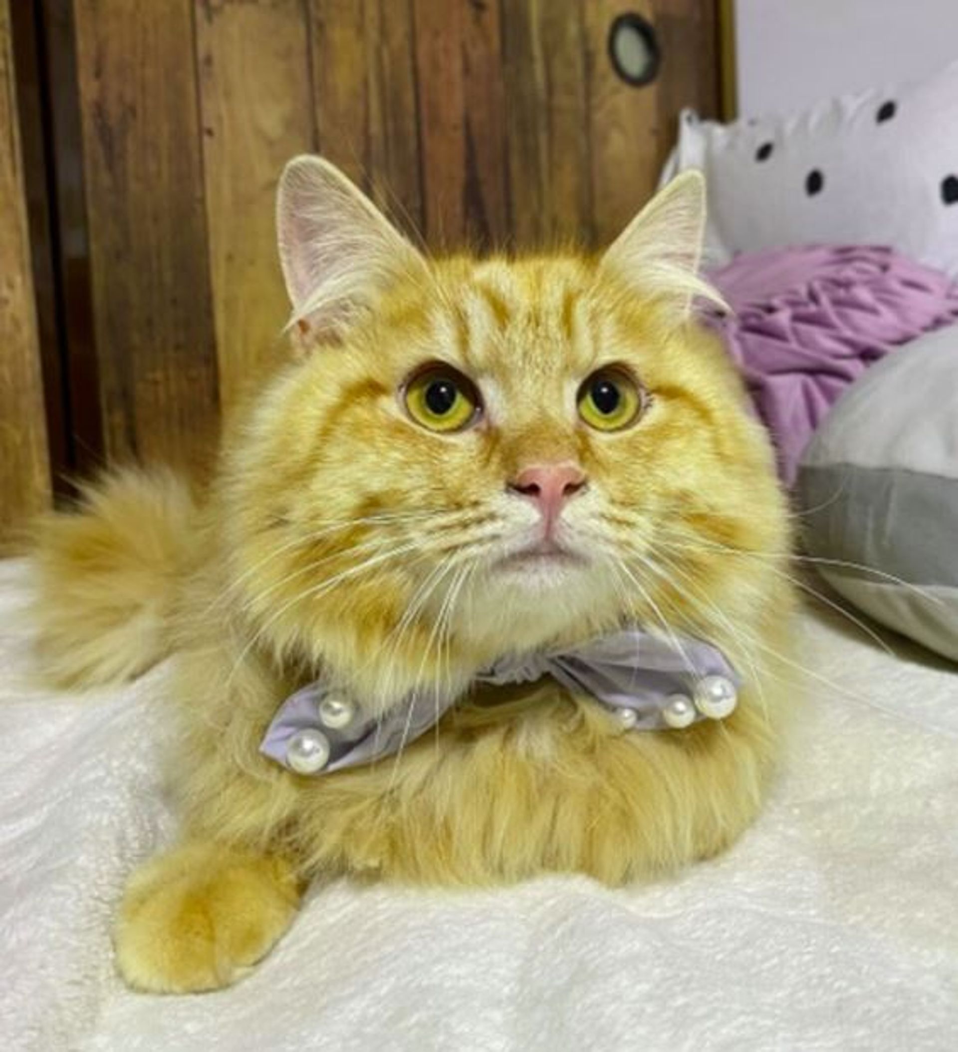 雑種（ミックス猫）・オスの里親募集の写真