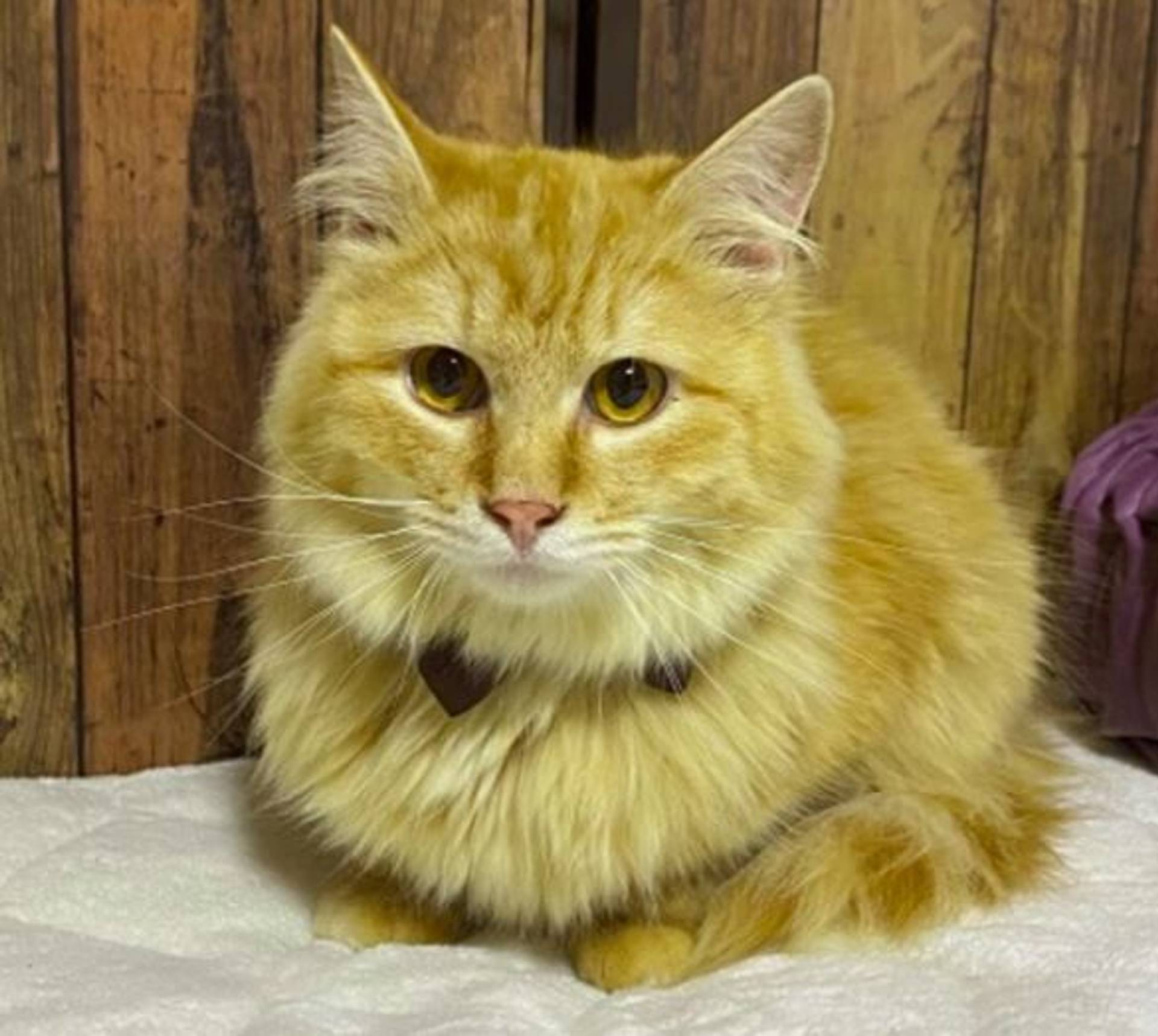 雑種（ミックス猫）・オスの里親募集の写真