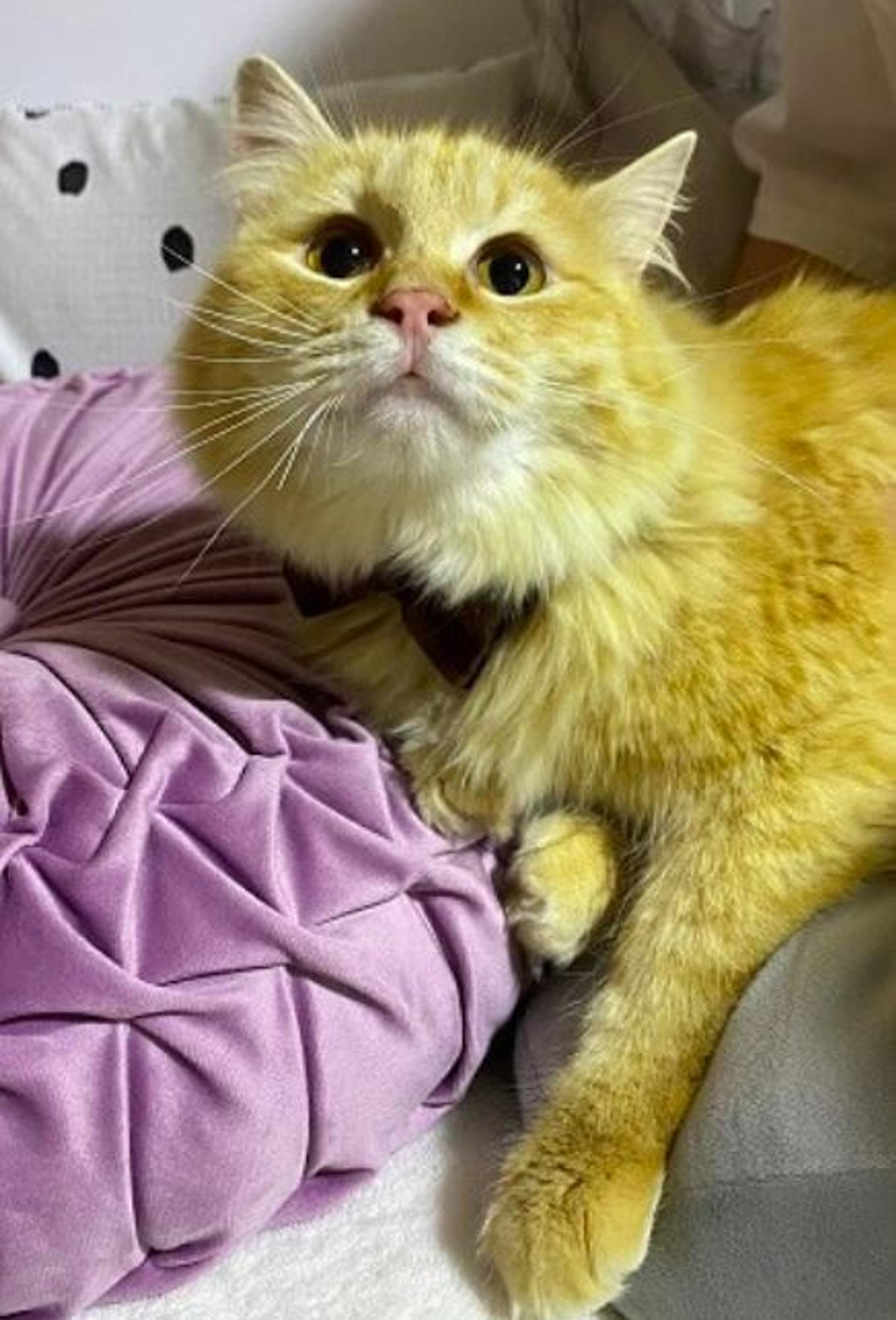 pet-image-2
