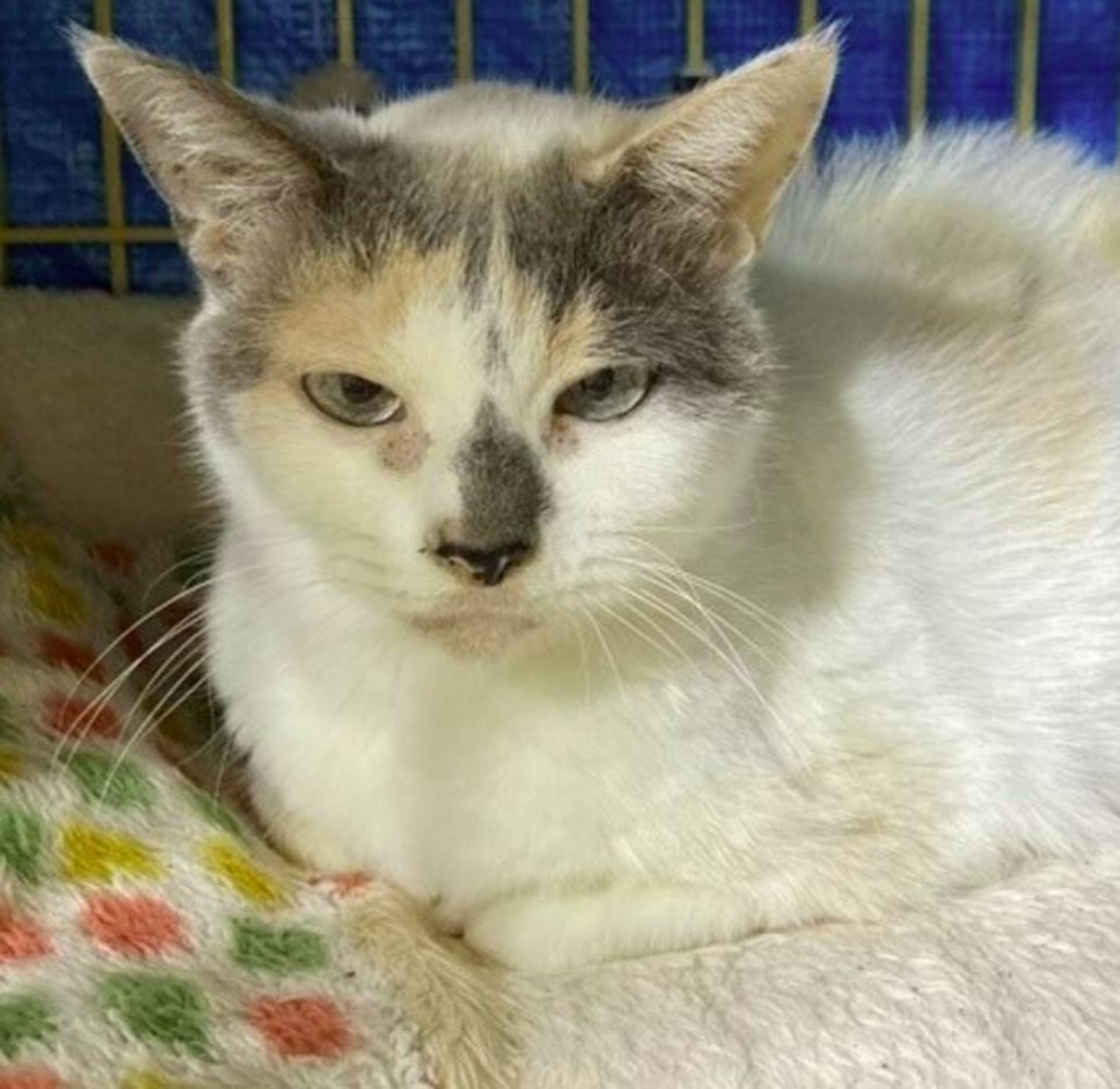 雑種（ミックス猫）・メスの里親募集の写真