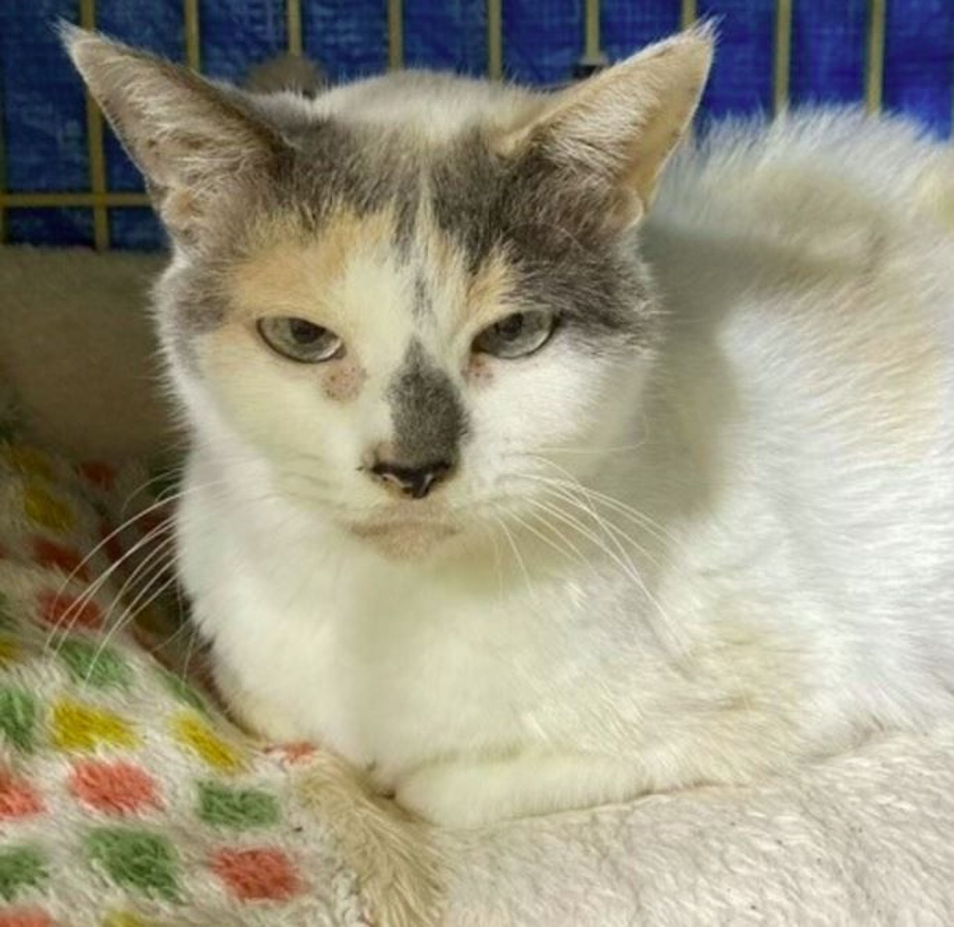 雑種（ミックス猫）・メスの里親募集の写真