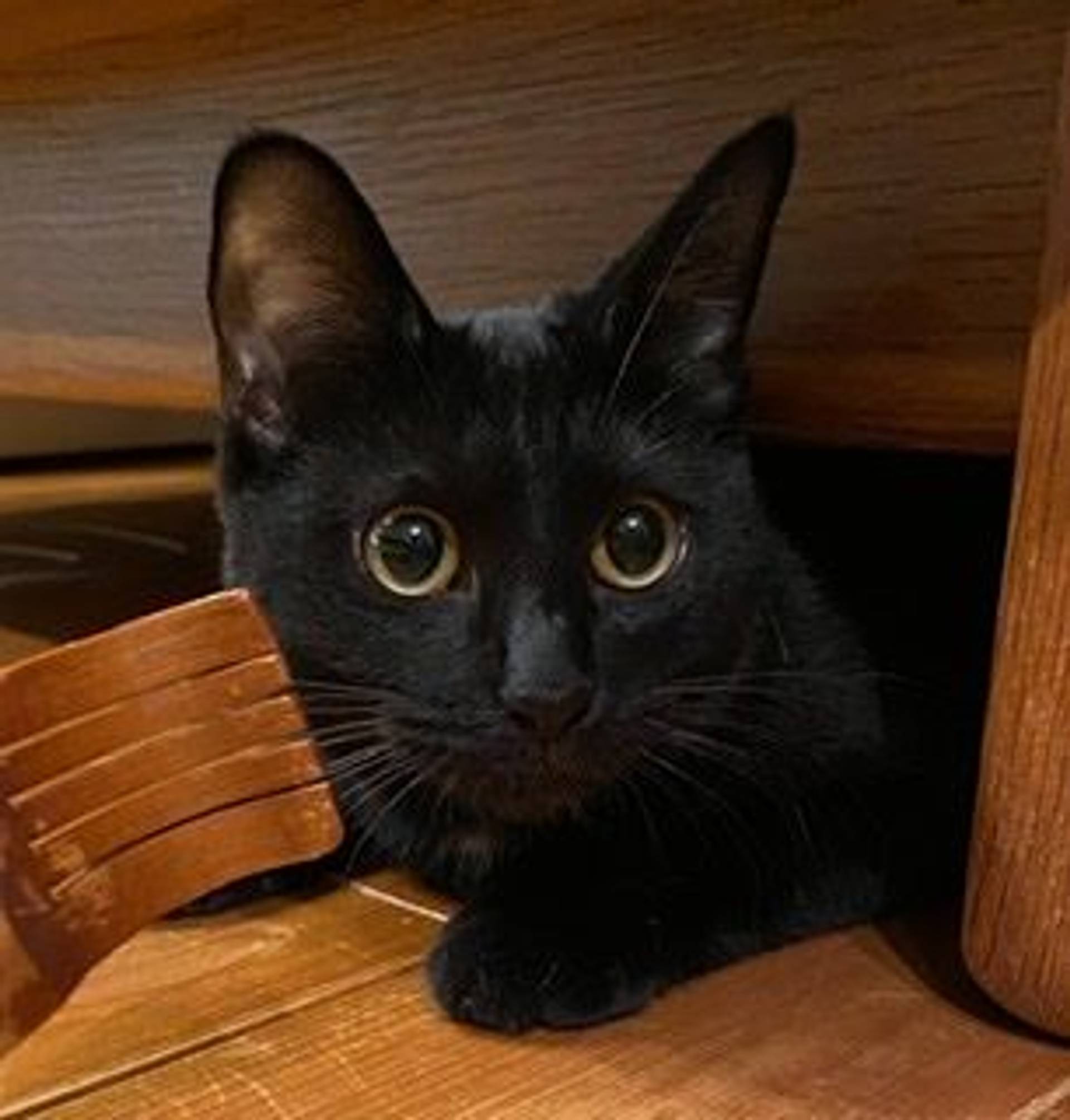 雑種（ミックス猫）・メスの里親募集の写真