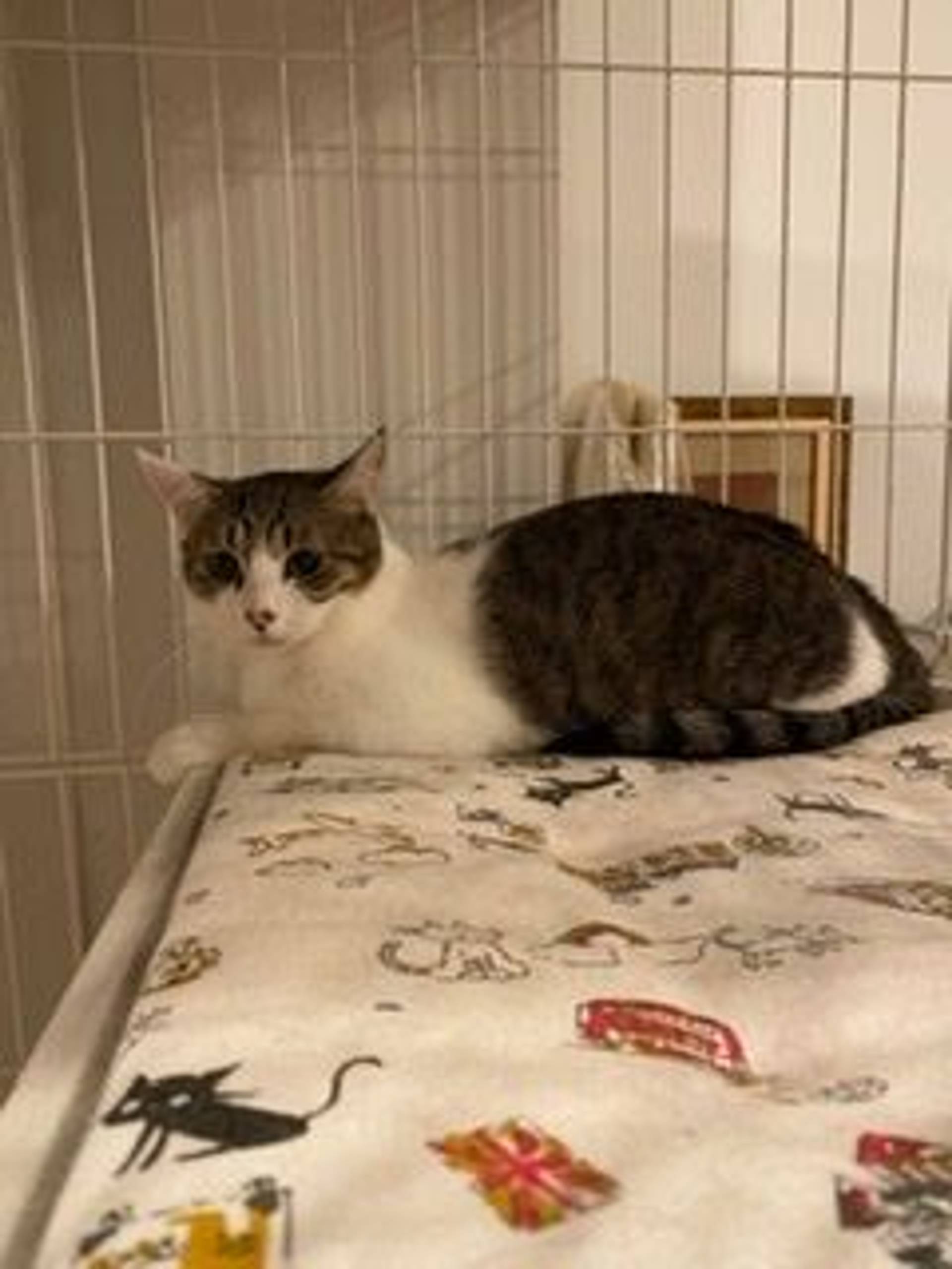 雑種（ミックス猫）・メスの里親募集の写真