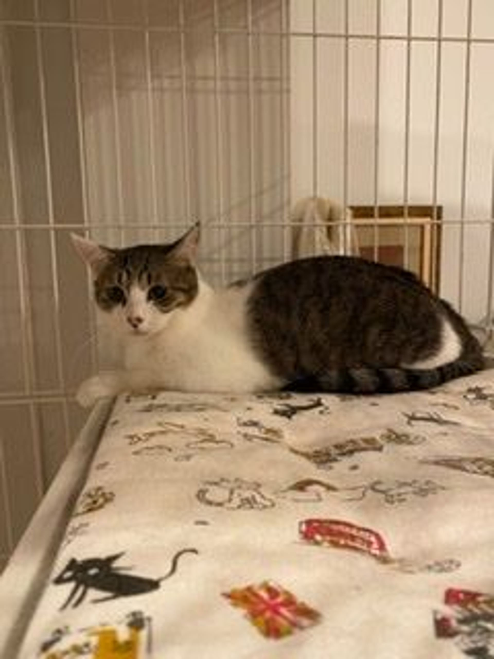 雑種（ミックス猫）・メスの里親募集の写真