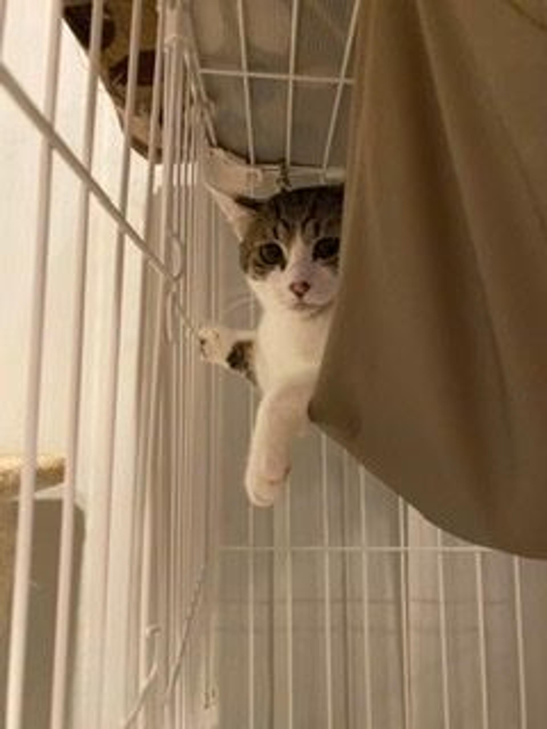 pet-image-2