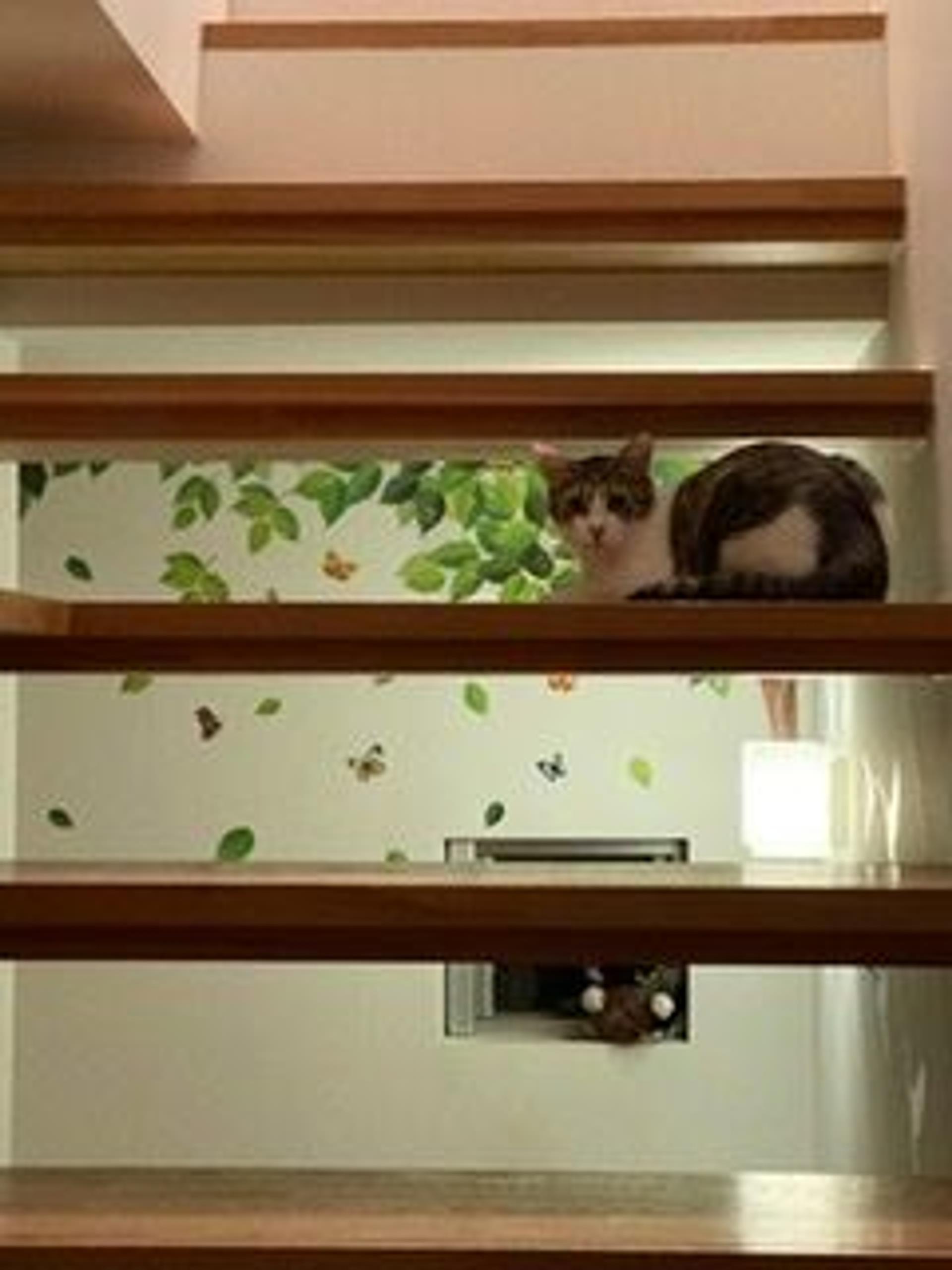 pet-image-4