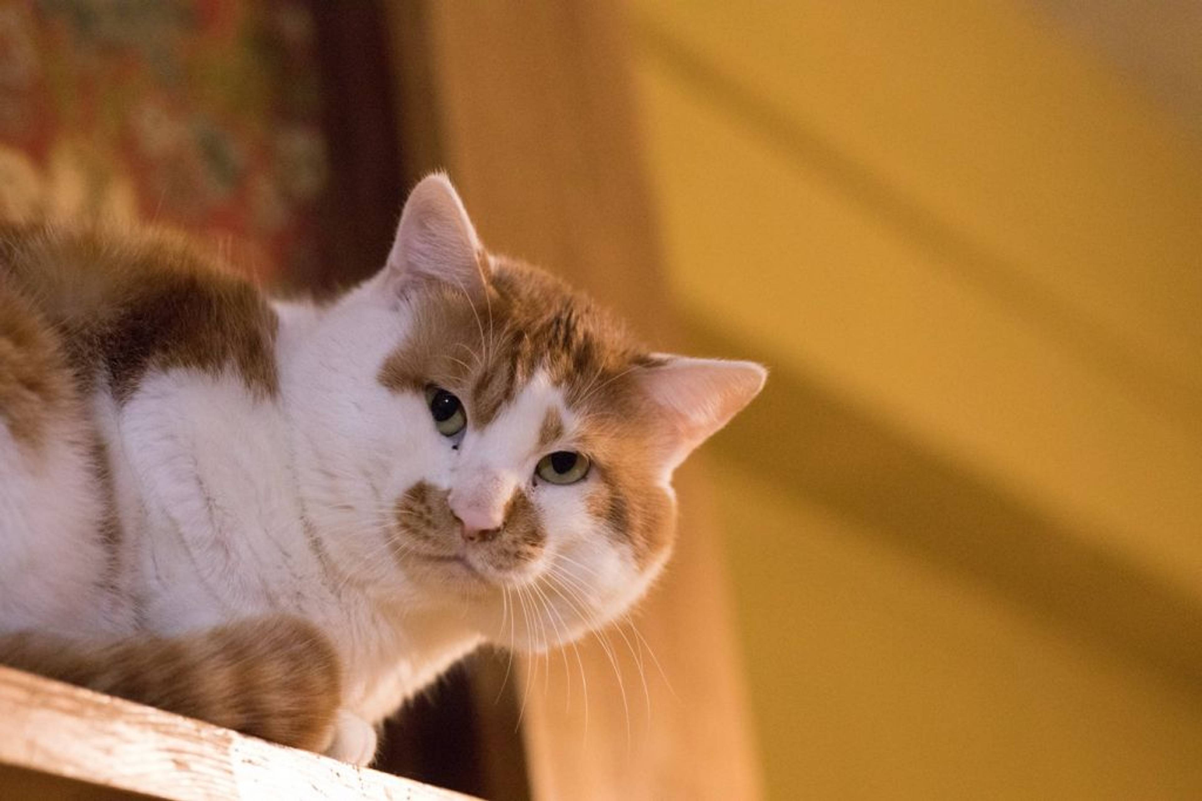 雑種（ミックス猫）・オスの里親募集の写真