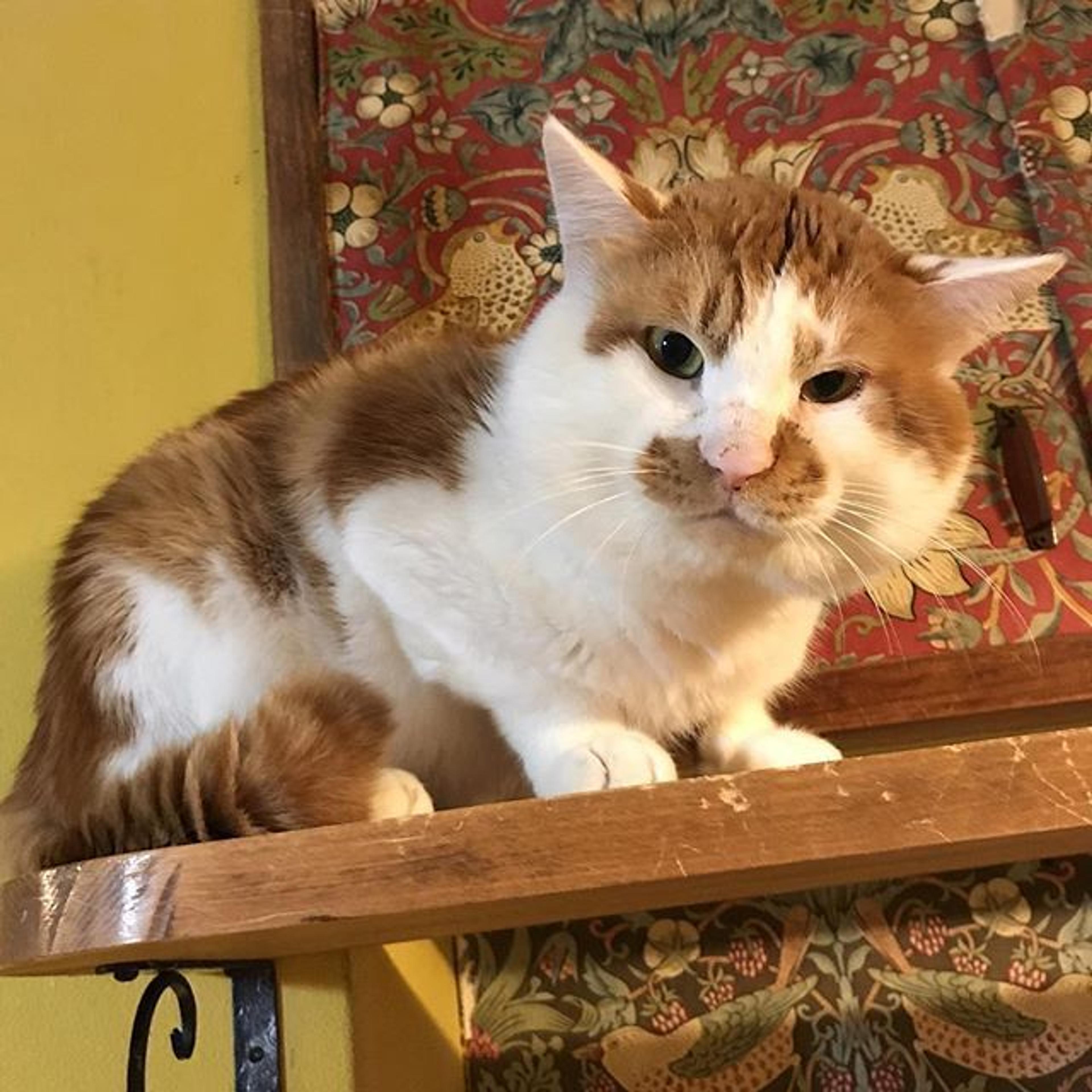 pet-image-2