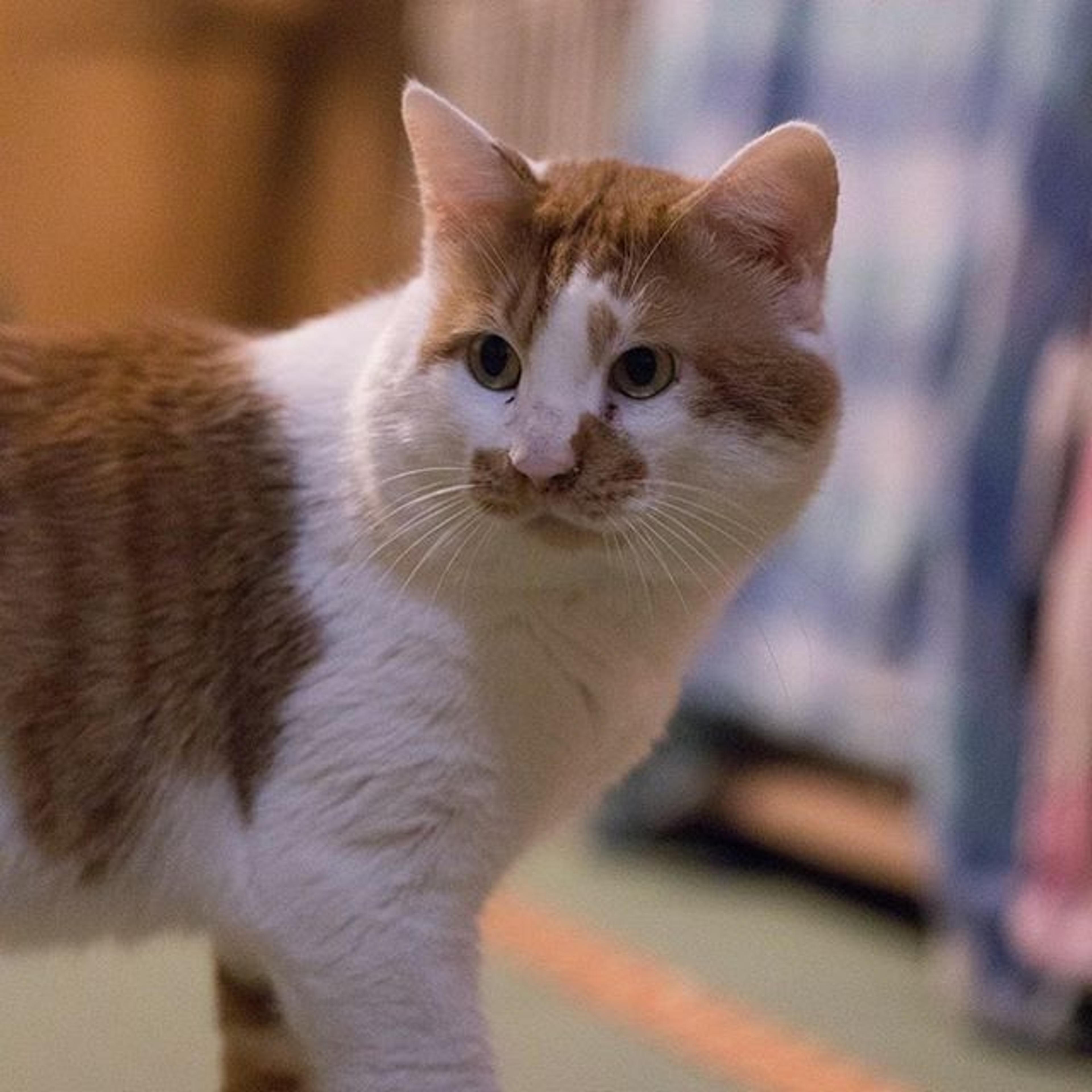 pet-image-3