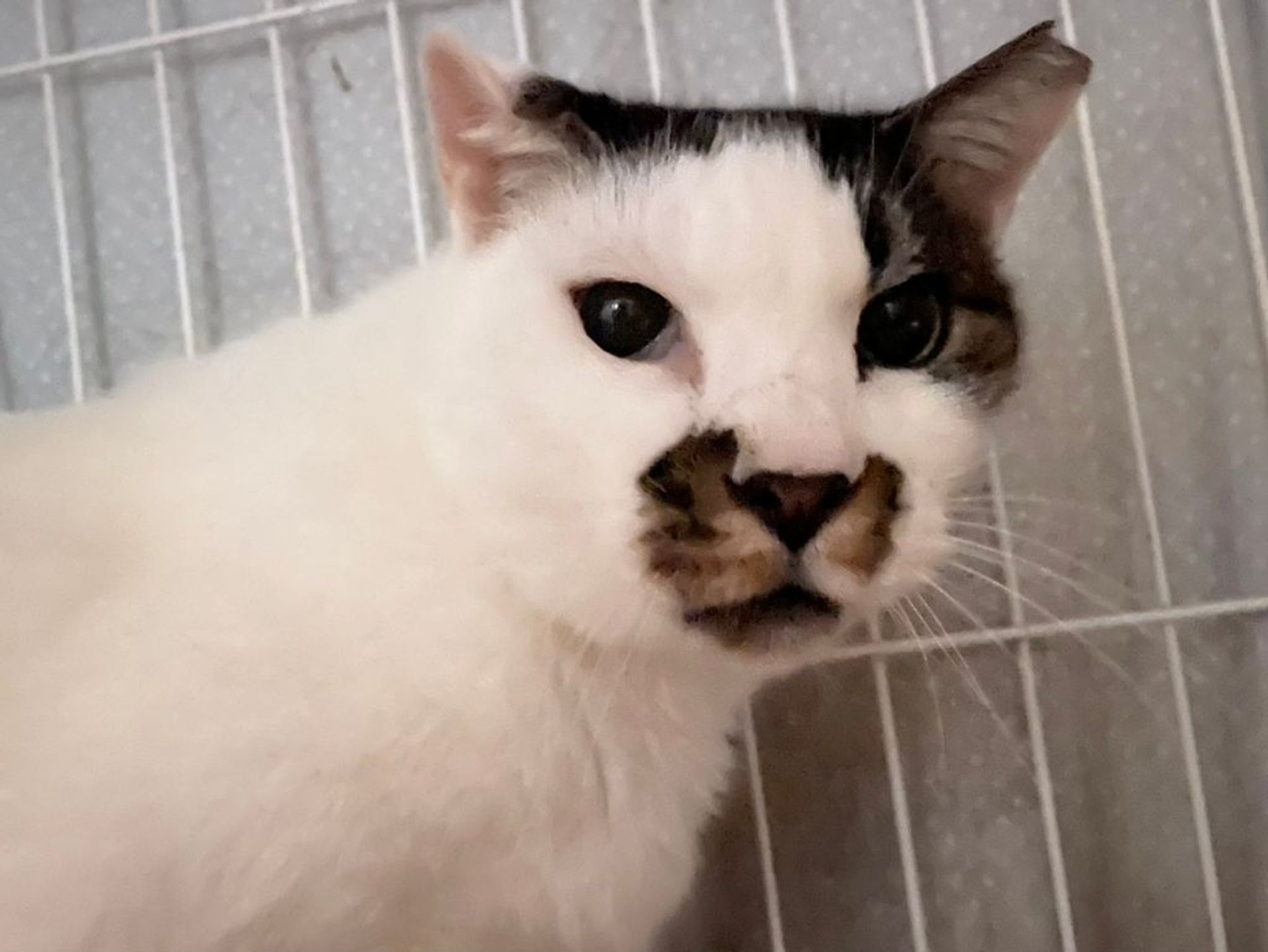 雑種（ミックス猫）・オスの里親募集の写真