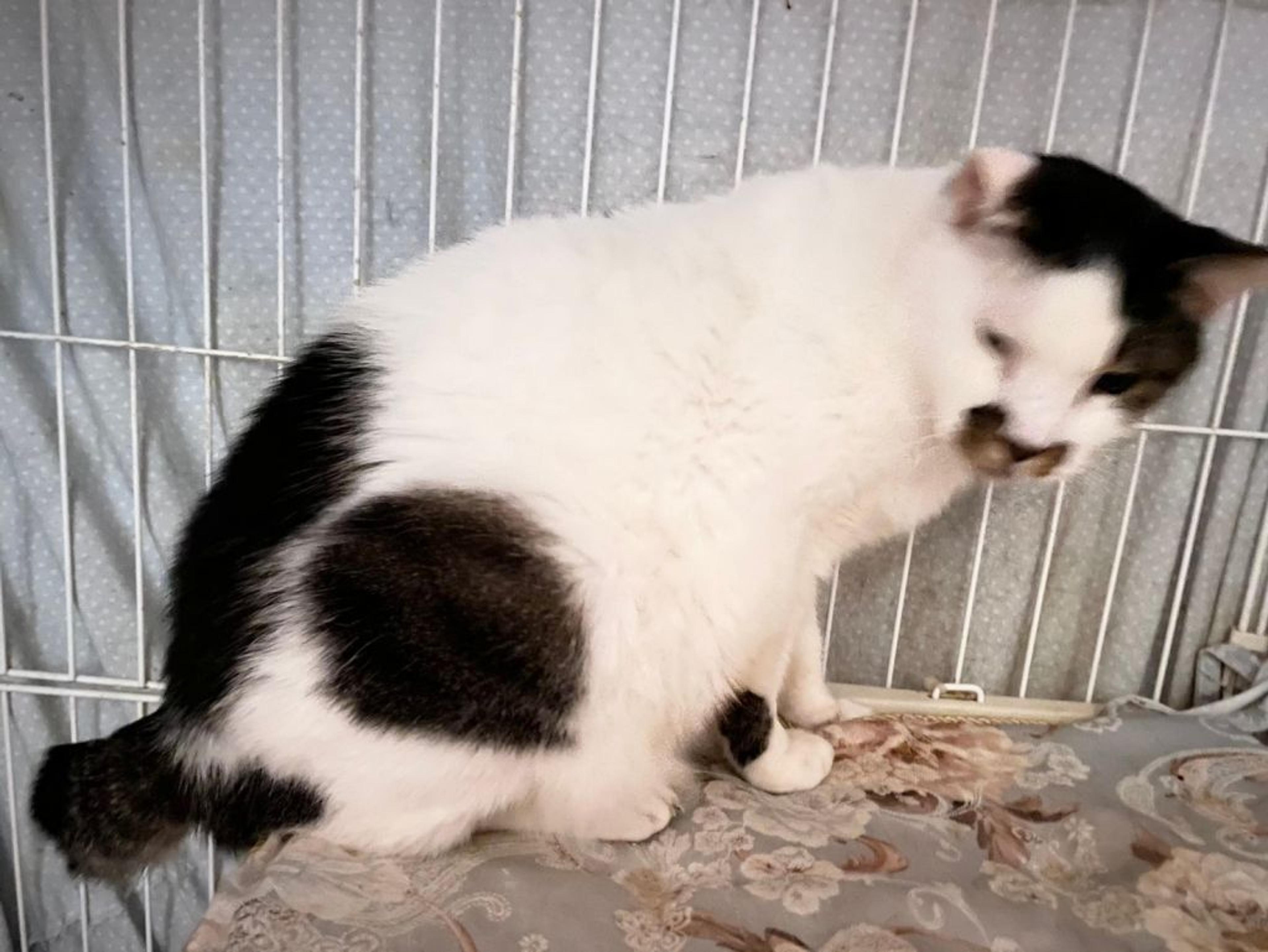 pet-image-2