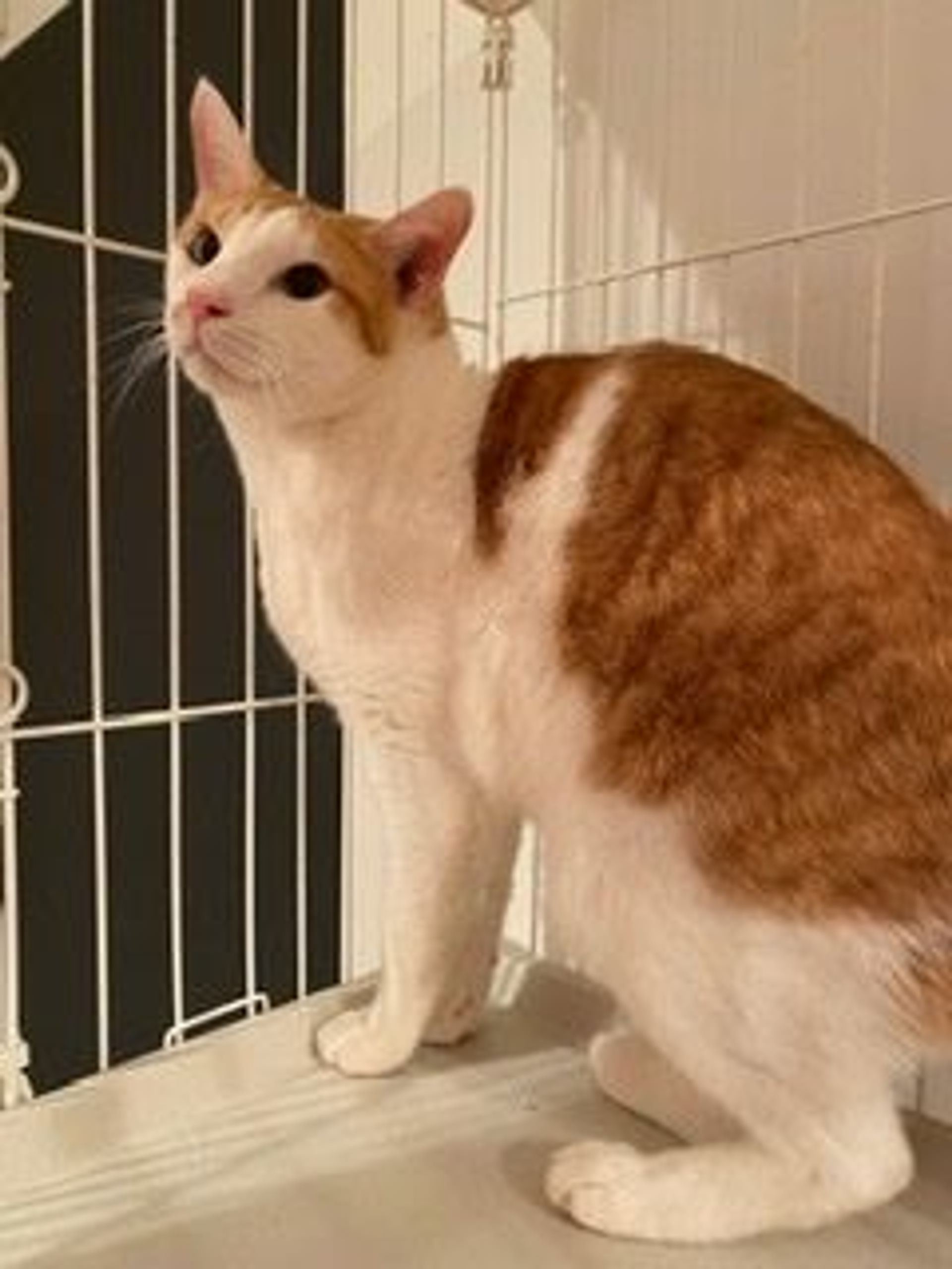 雑種（ミックス猫）・オスの里親募集の写真